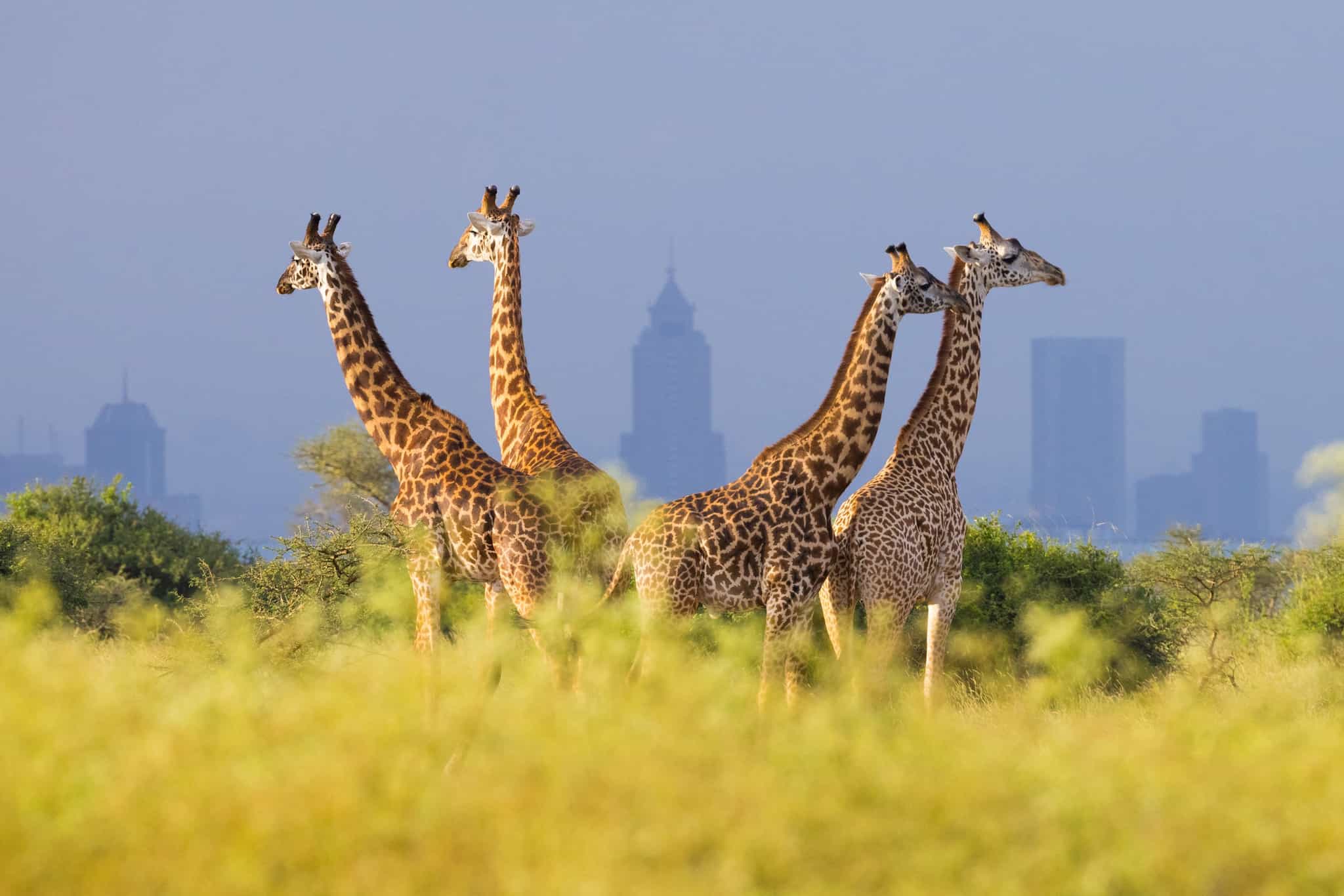 Nairobi, Kenya. Photo: shutterstock_2587380807
