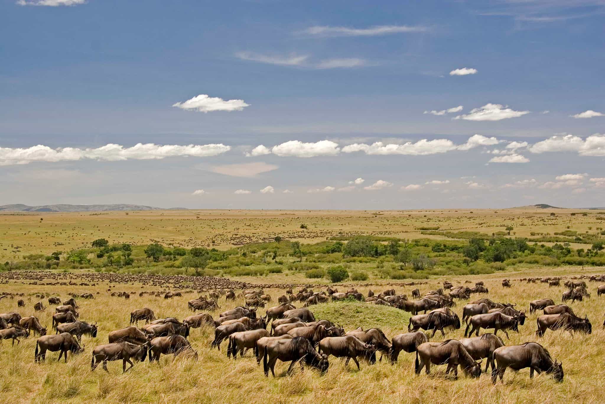 Maasai Mara, Kenya. Photo: shutterstock_1981368761