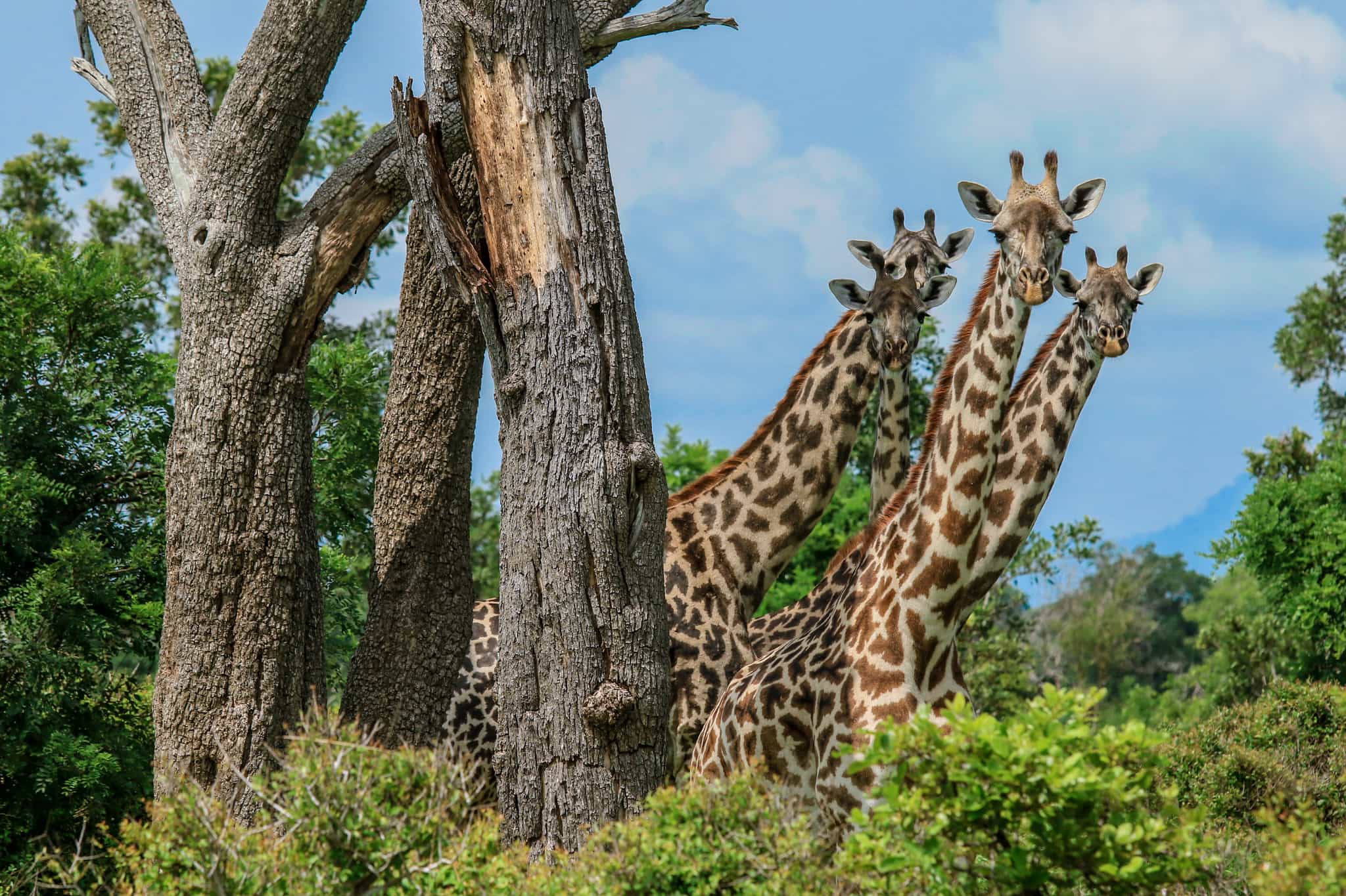 Giraffes, Saadani National Park, Tanzania. Photo: shutterstock_1260725707