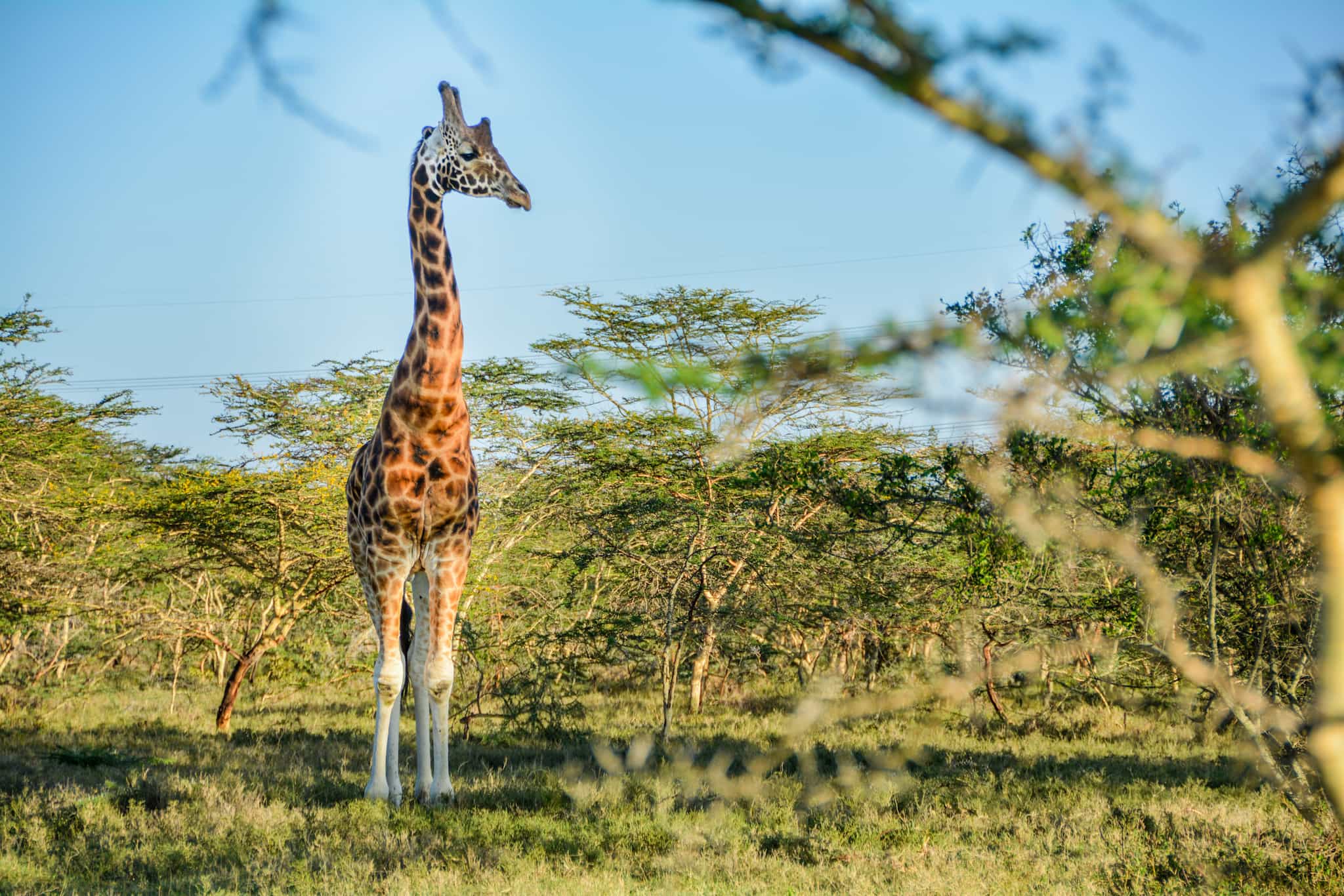 Masai Mara, Kenya. Giraffe. Host/Savage Wilderness