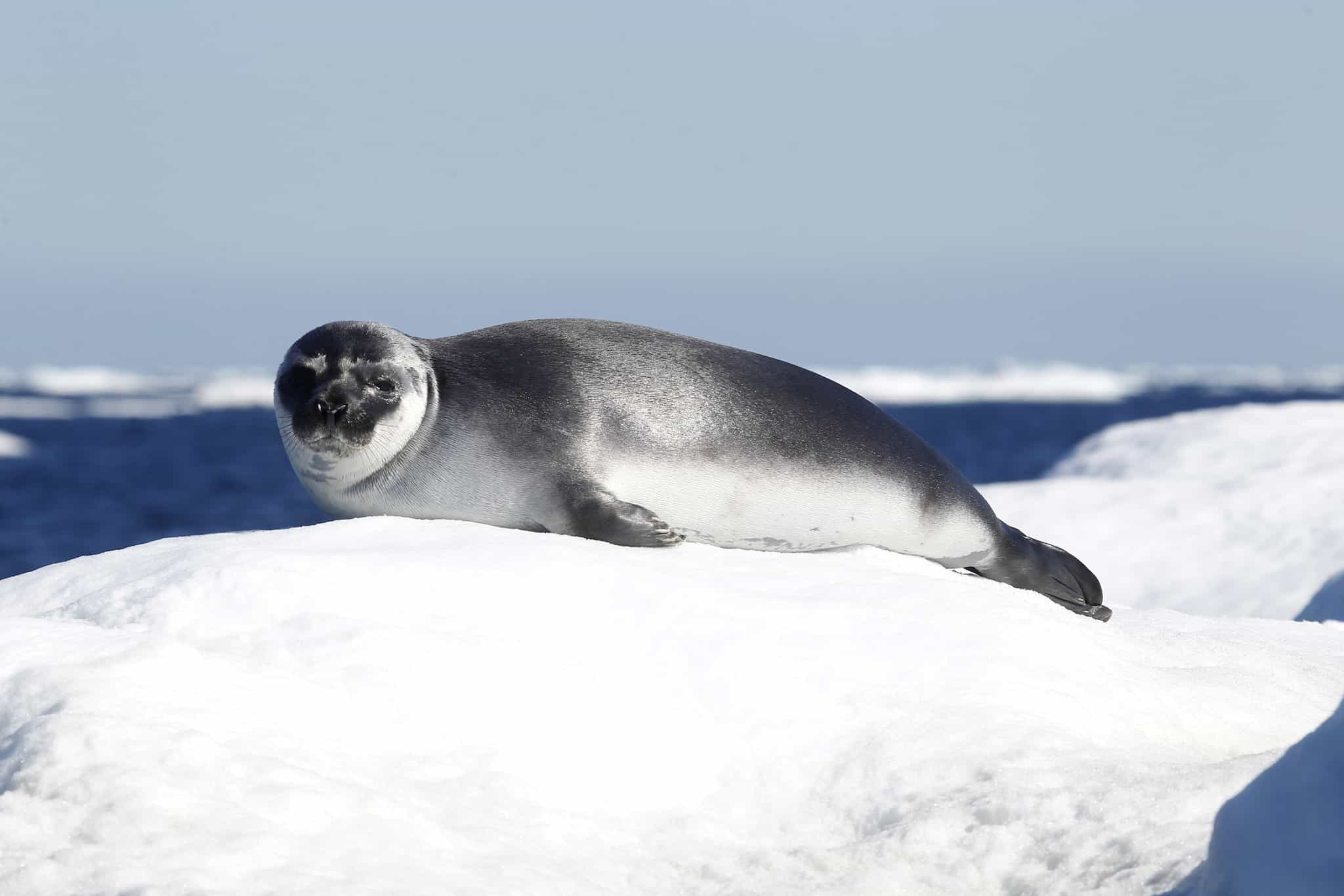 Nuuk, Greenland. Photo: shutterstock_761210890