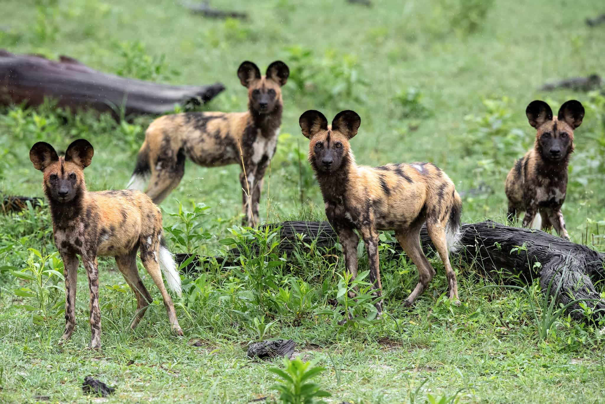 Nyerere National Park, Tanzania. Photo: Shutterstock - 2364235283