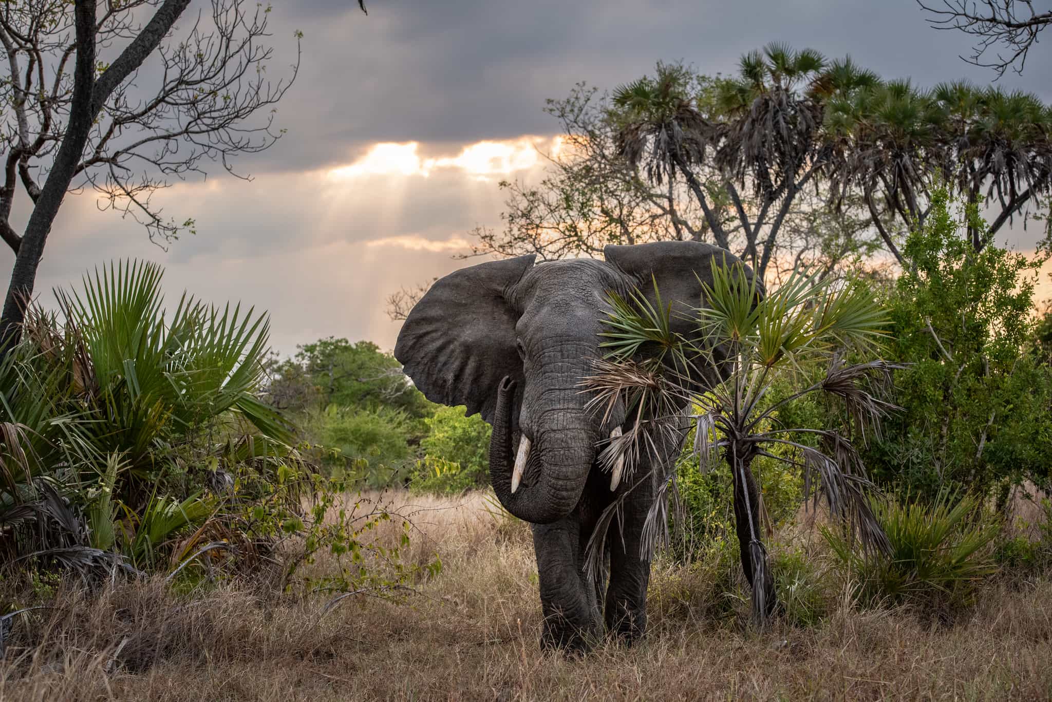 Saadani National Park, Tanzania. Photo: Host / A Tent with a View