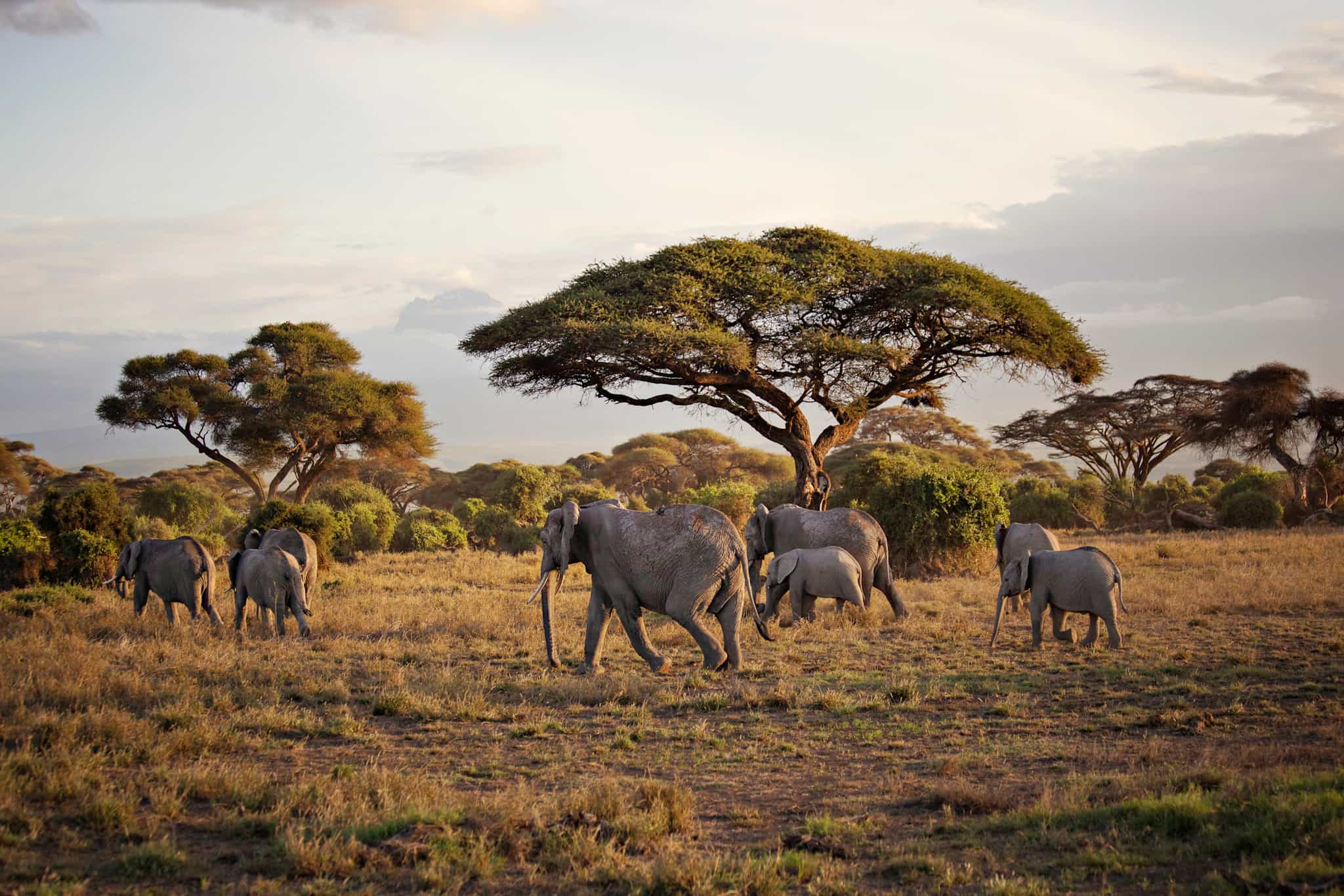 Masai Mara, Kenya. Photo: shutterstock_1901818645