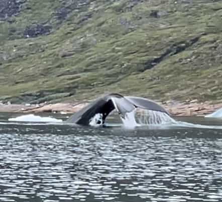 Unforgettable kayak adventure in the Arctic