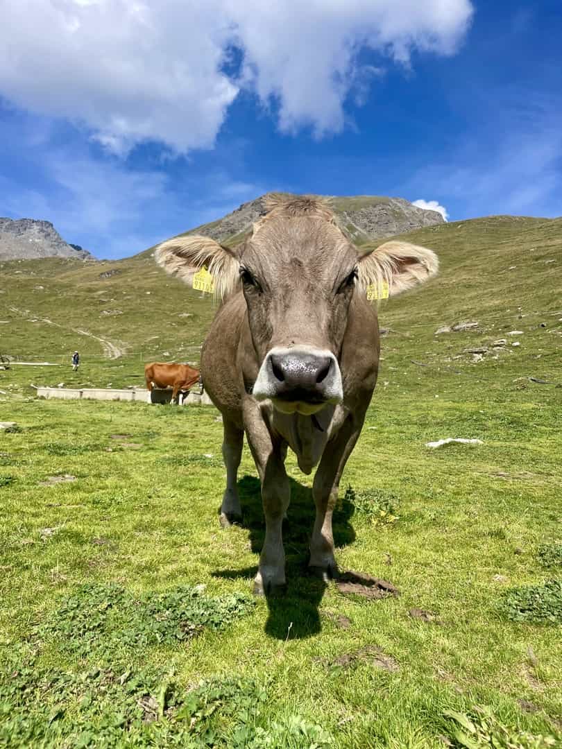 Amazing and Challenging Trek Through the Alps