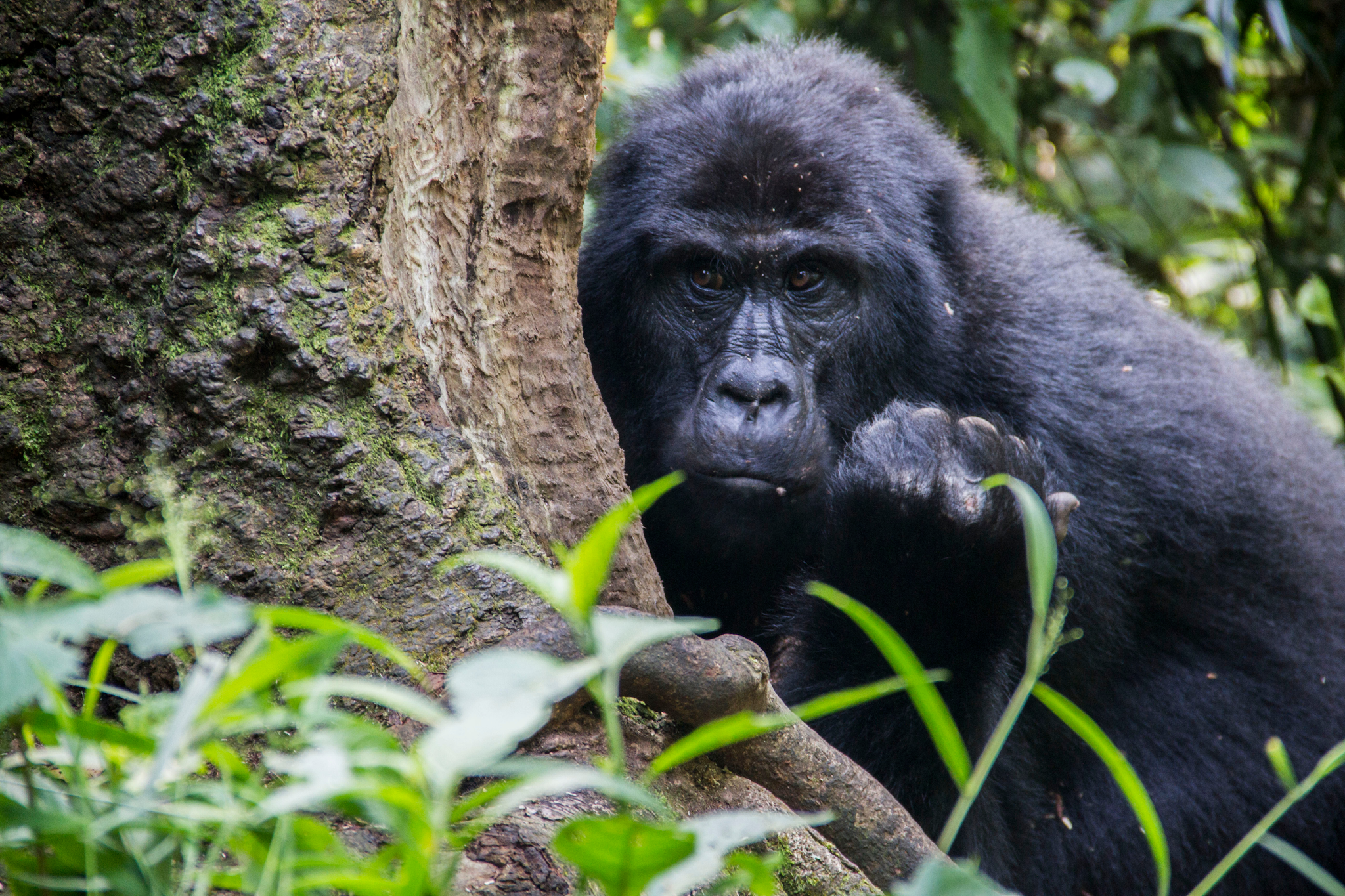 Bwindi mountain gorillas, Uganda
Canva image - https://www.canva.com/photos/MAEfpUwsERM-bwindi-impenetrable-national-park-uganda-mountain-gorilla/