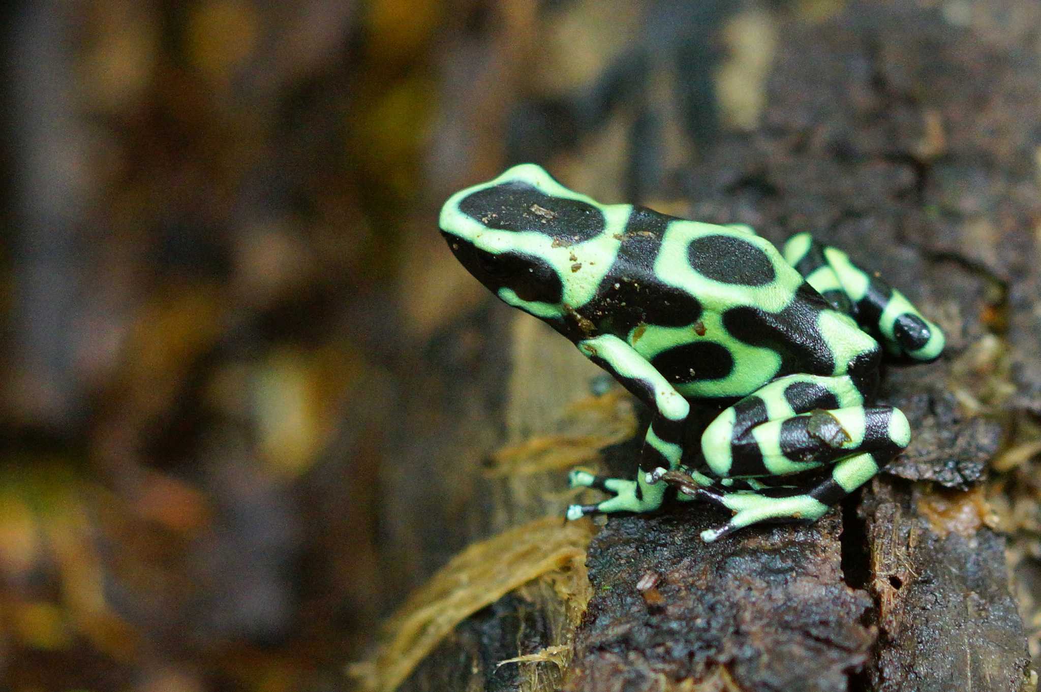 Green-and-black Poison Dart Frog sitting on a log