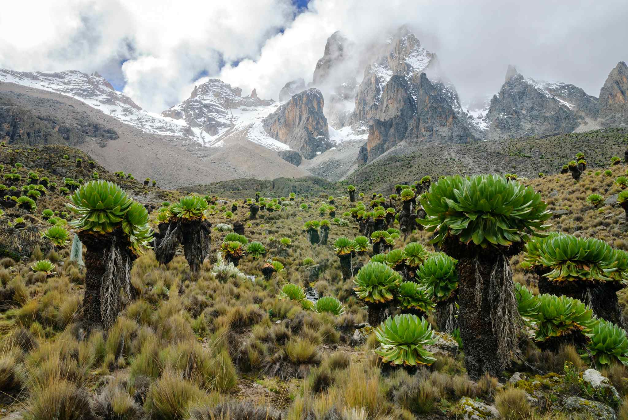 Giant Groundsels with Mount Kenya in the clouds
