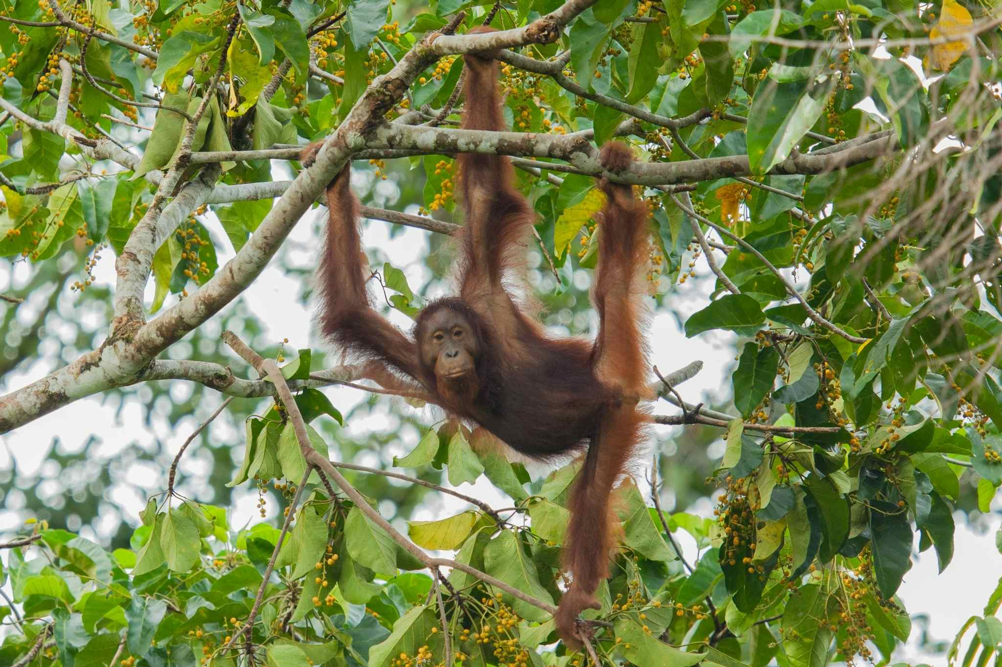 Orangutan, Wildlife Adventure in the Jungles of Borneo