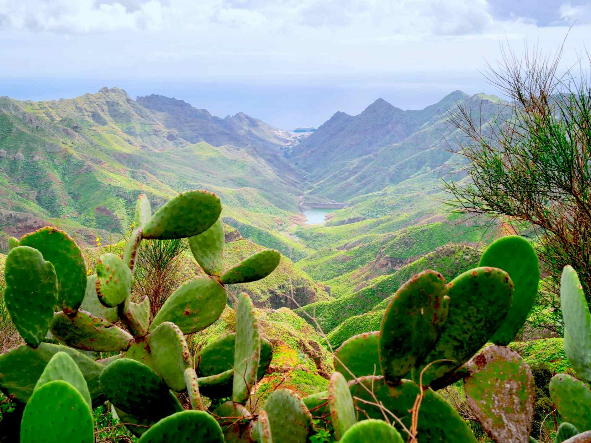 Wild nature of Anaga relict forest, Tenerife, Spain 