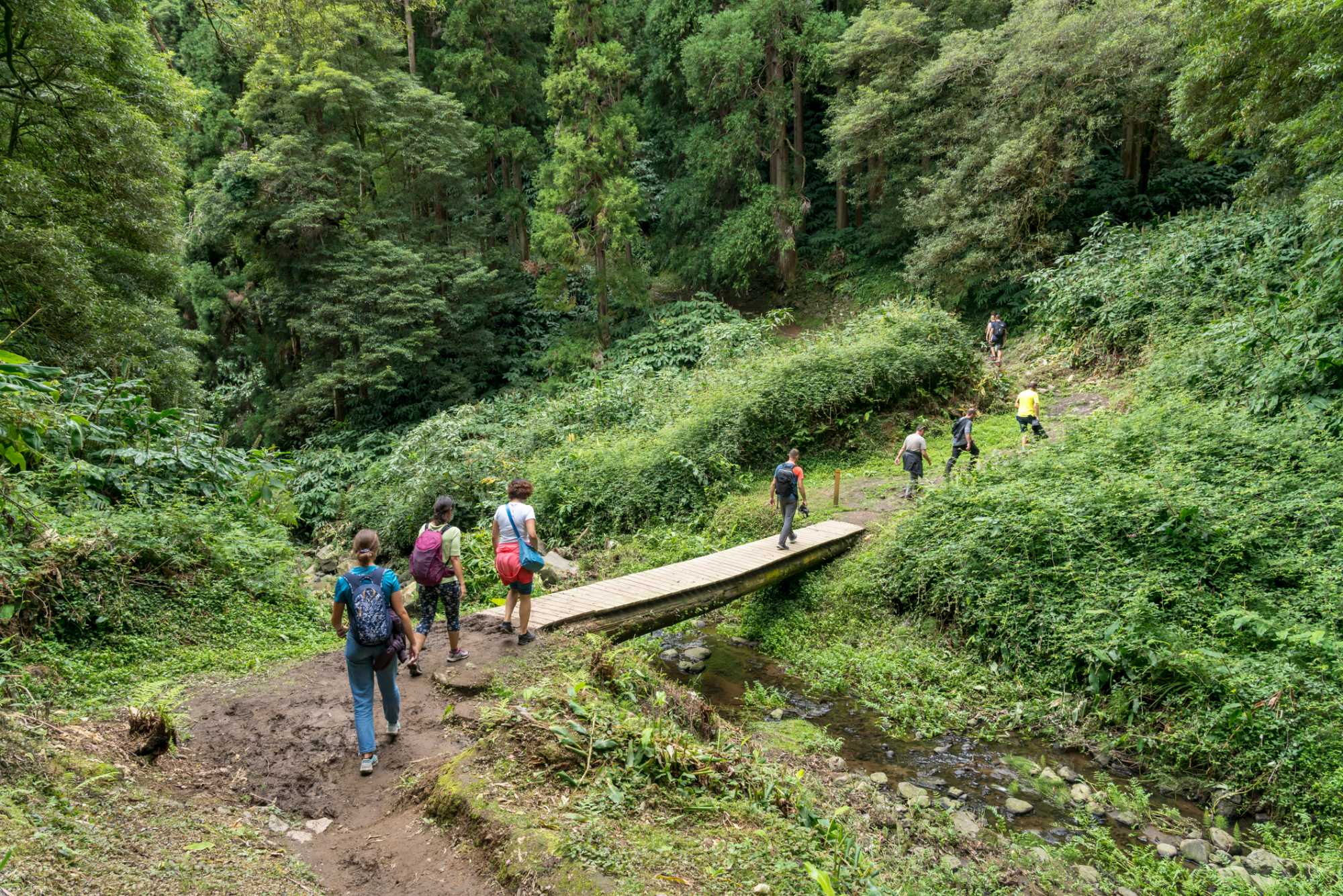 Small group of tourists hiking over small wooden bridge in rain forest in Faial da Terra, the path to the waterfall Salto De Prego. Sao Miguel island in Azores
