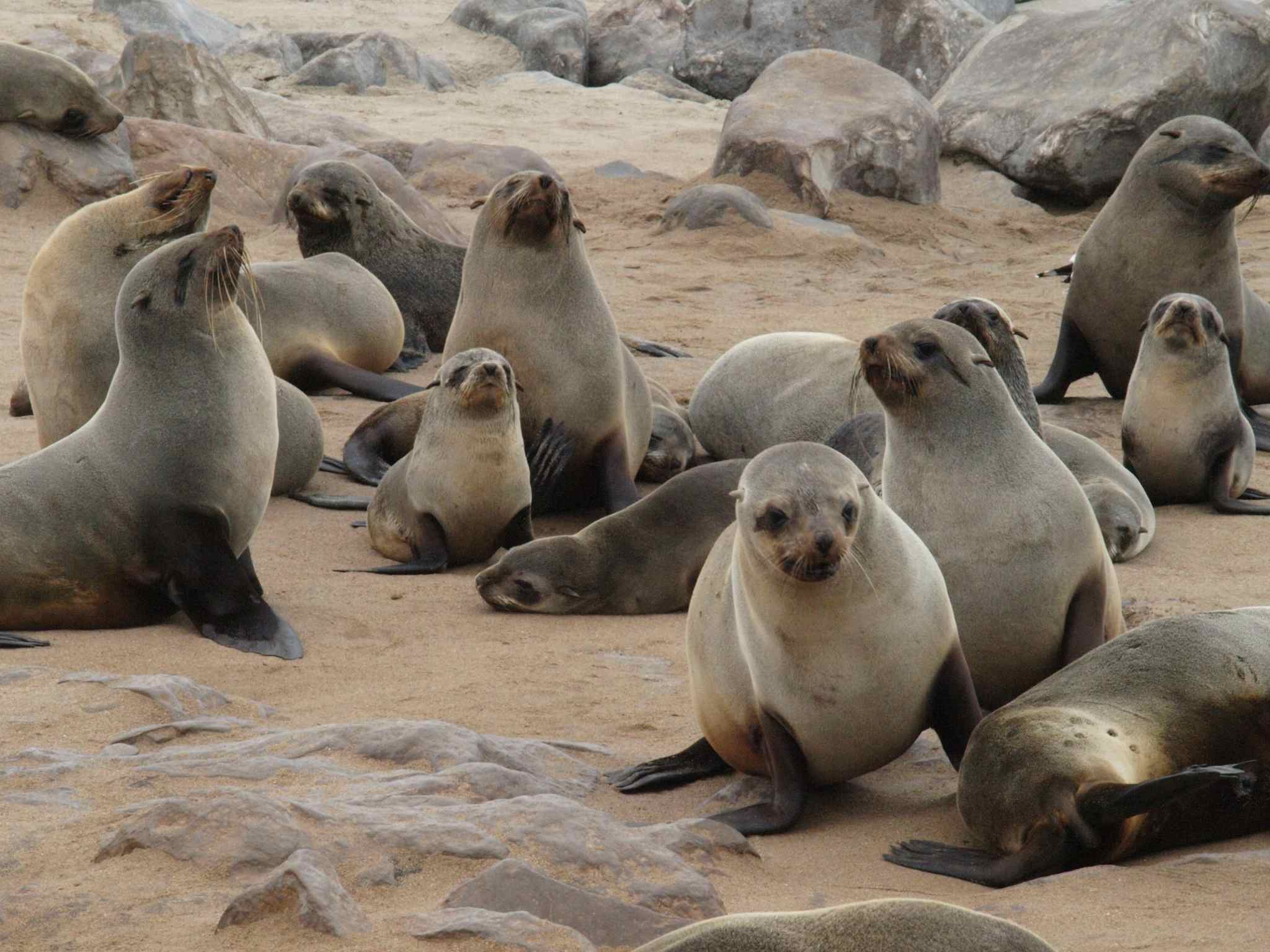 Seal, Cape Cross, Namibia: Much Better Adventures/Ruth Howarth