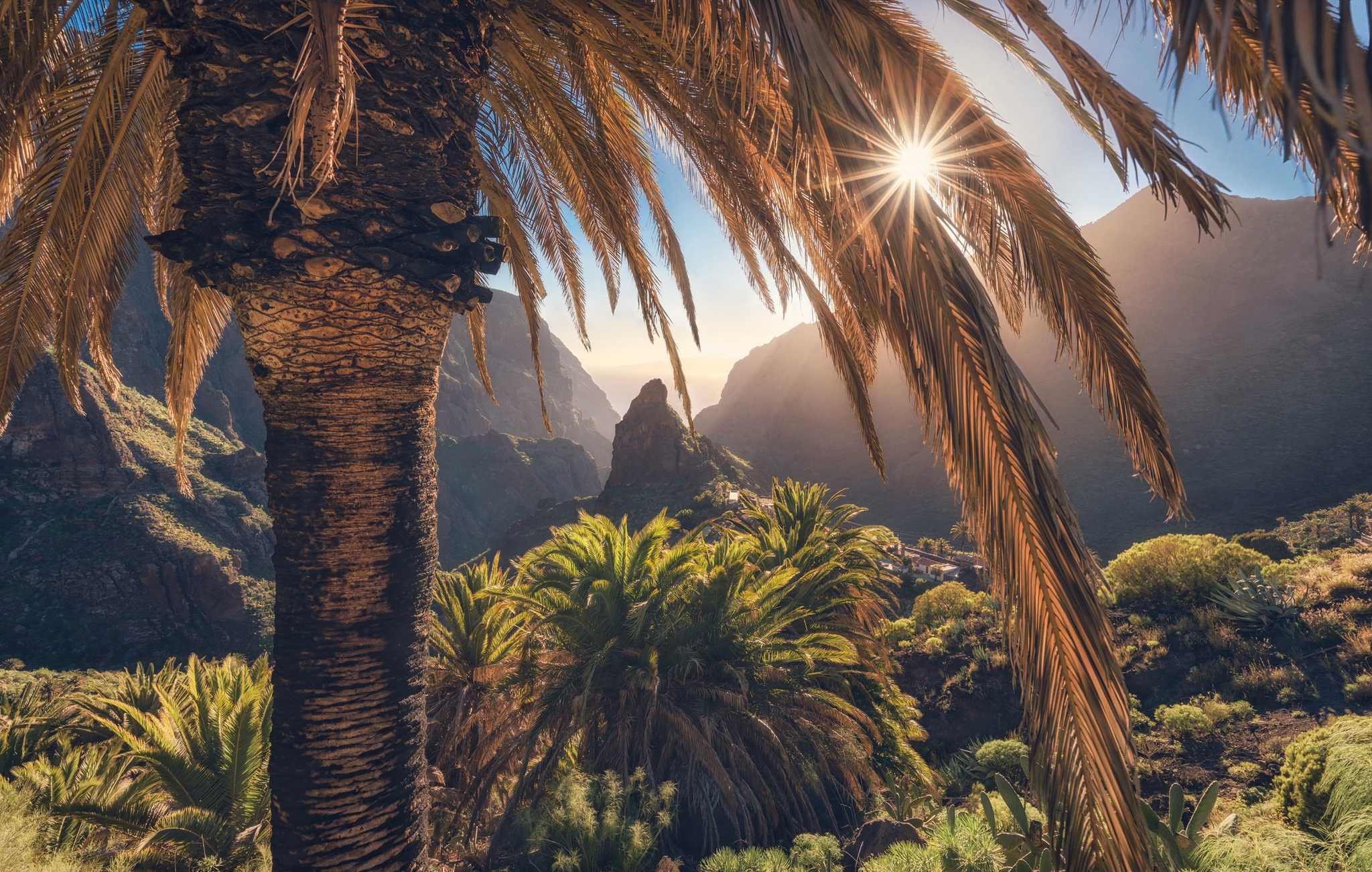 Palm tree with the sun shining through the leaves