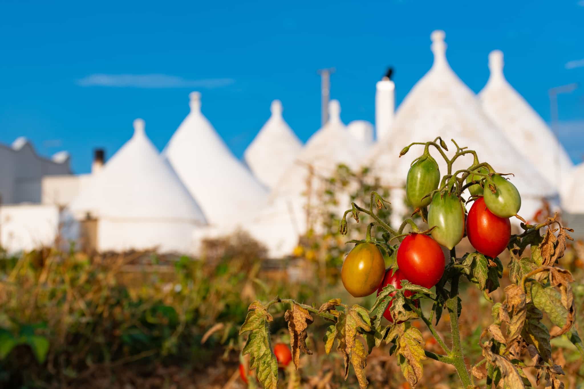 A background of white trulli houses, with a tomato plant in the foreground