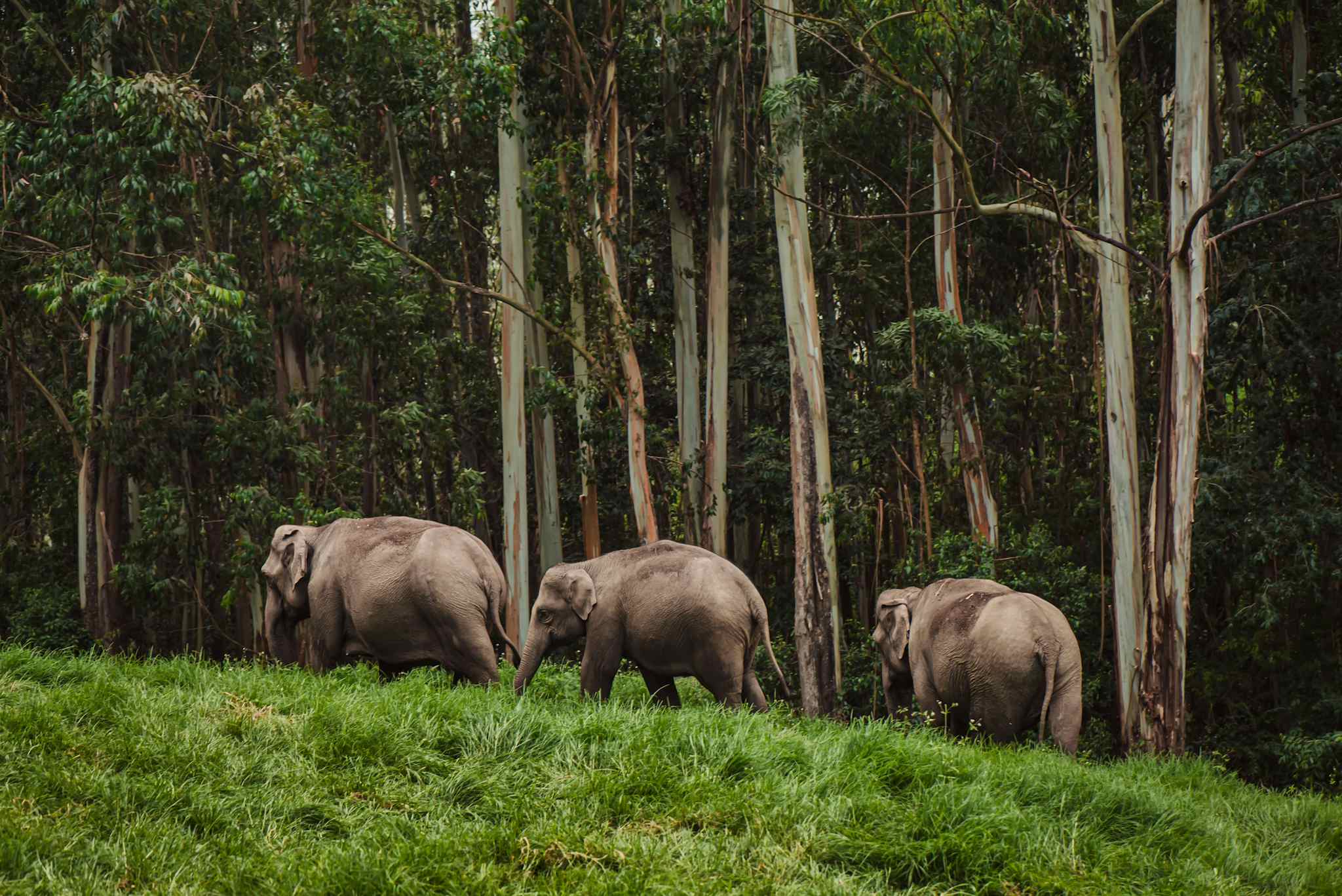 Elephant family in Periyar national park walking near the forest India, Munnar
