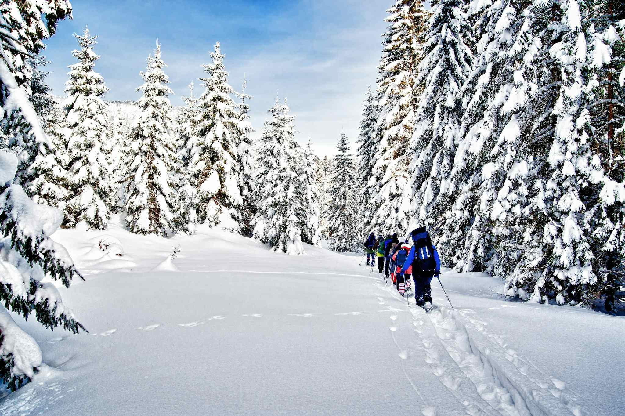 Group of snowshoers walking in line through a pine forest
