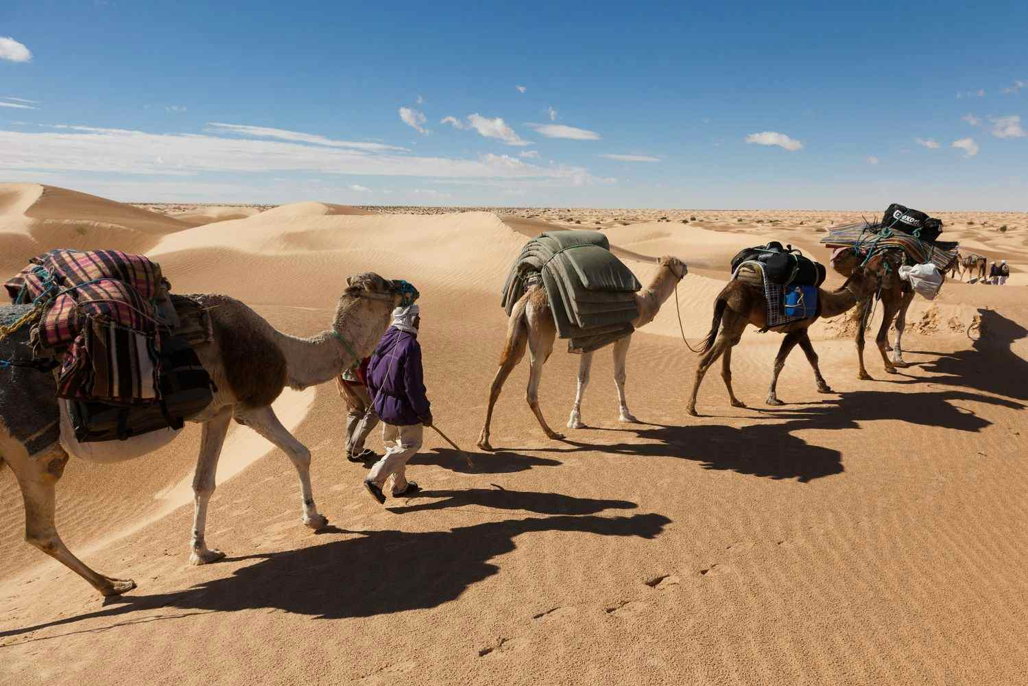 Camel caravan in the Sahara desert, Tunisia.