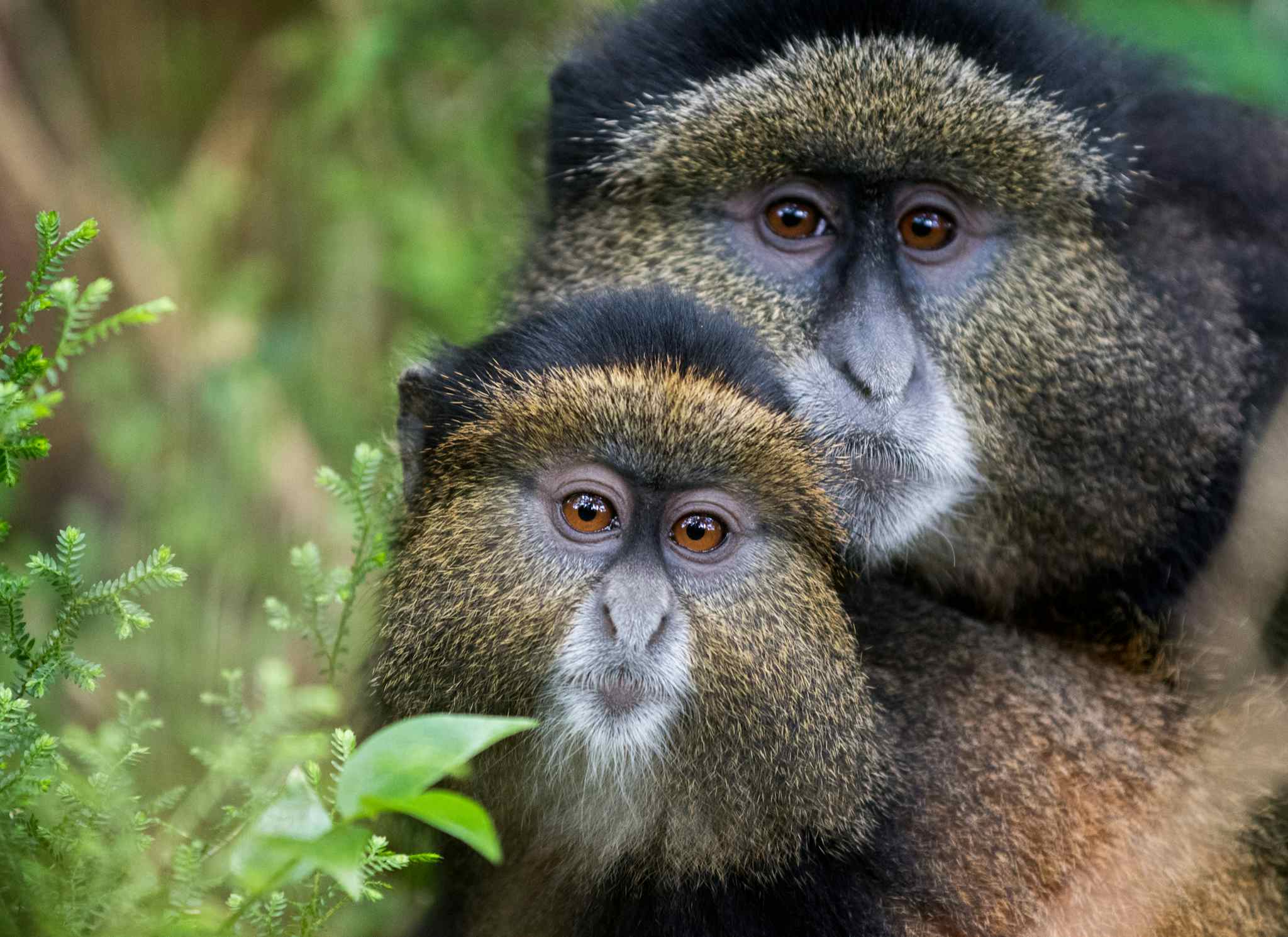 Golden monkeys, Rwanda. Photo: Shutterstock-1112578523 (free trial)