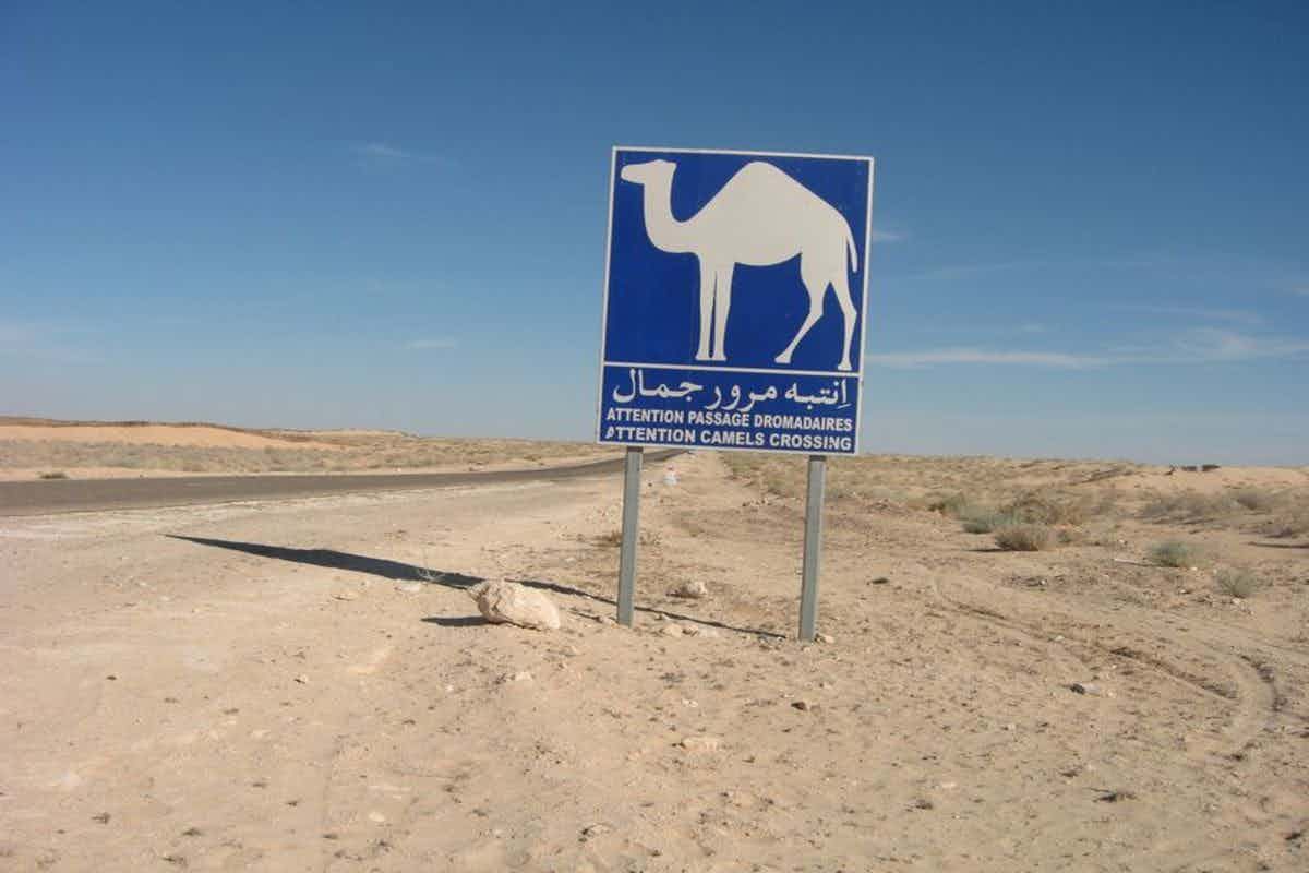 Beware camels crossing sign.