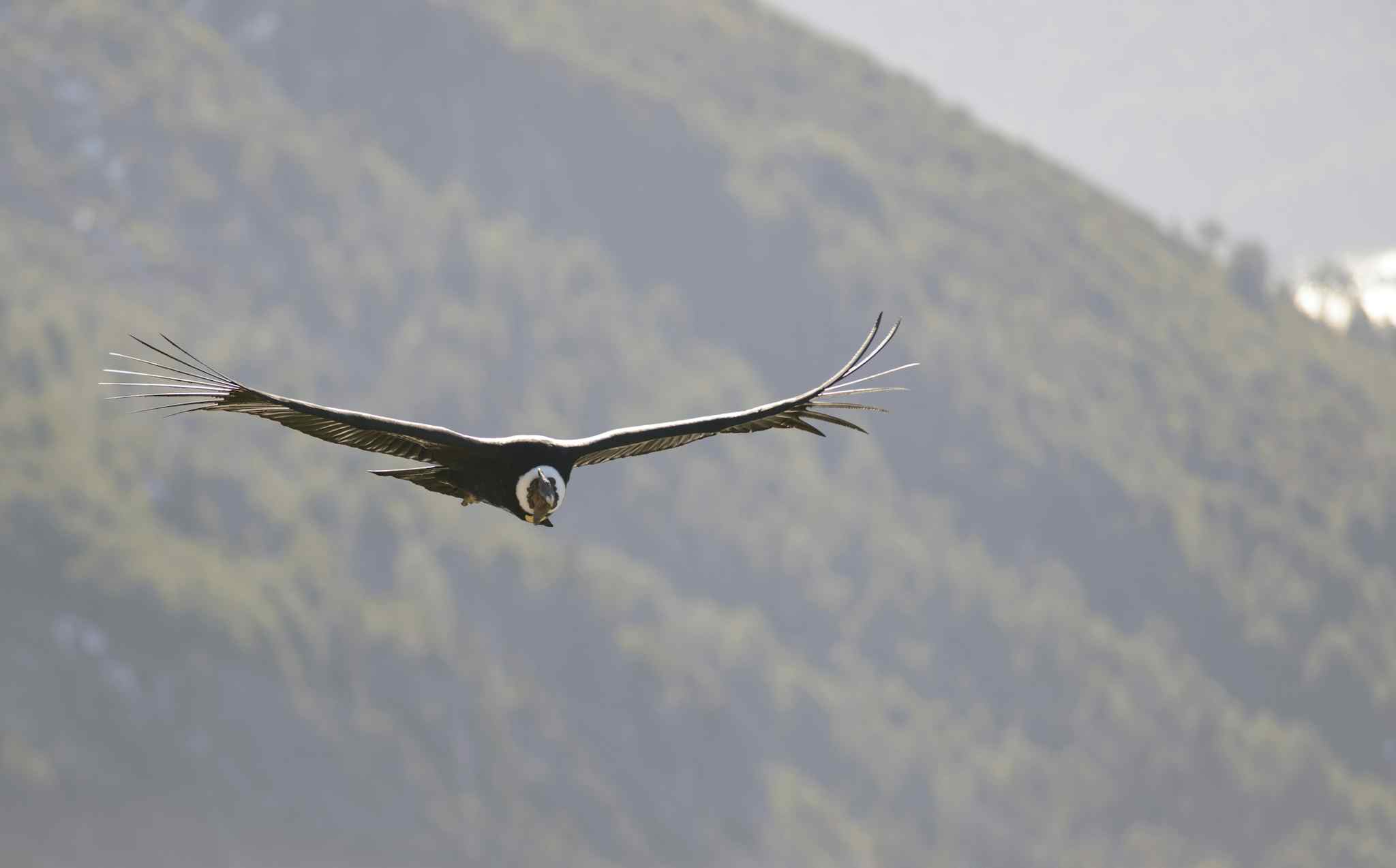 Condor, Chile, Getty