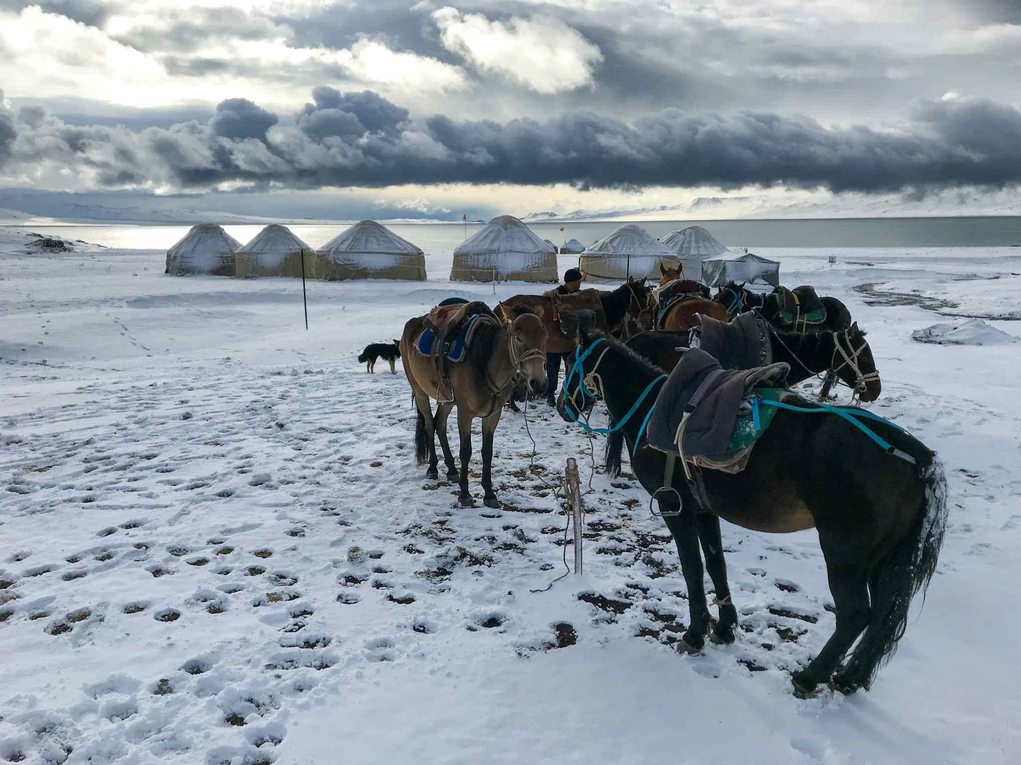 Horses standing in front of a yurt camp in the winter snow, Kyrgyzstan