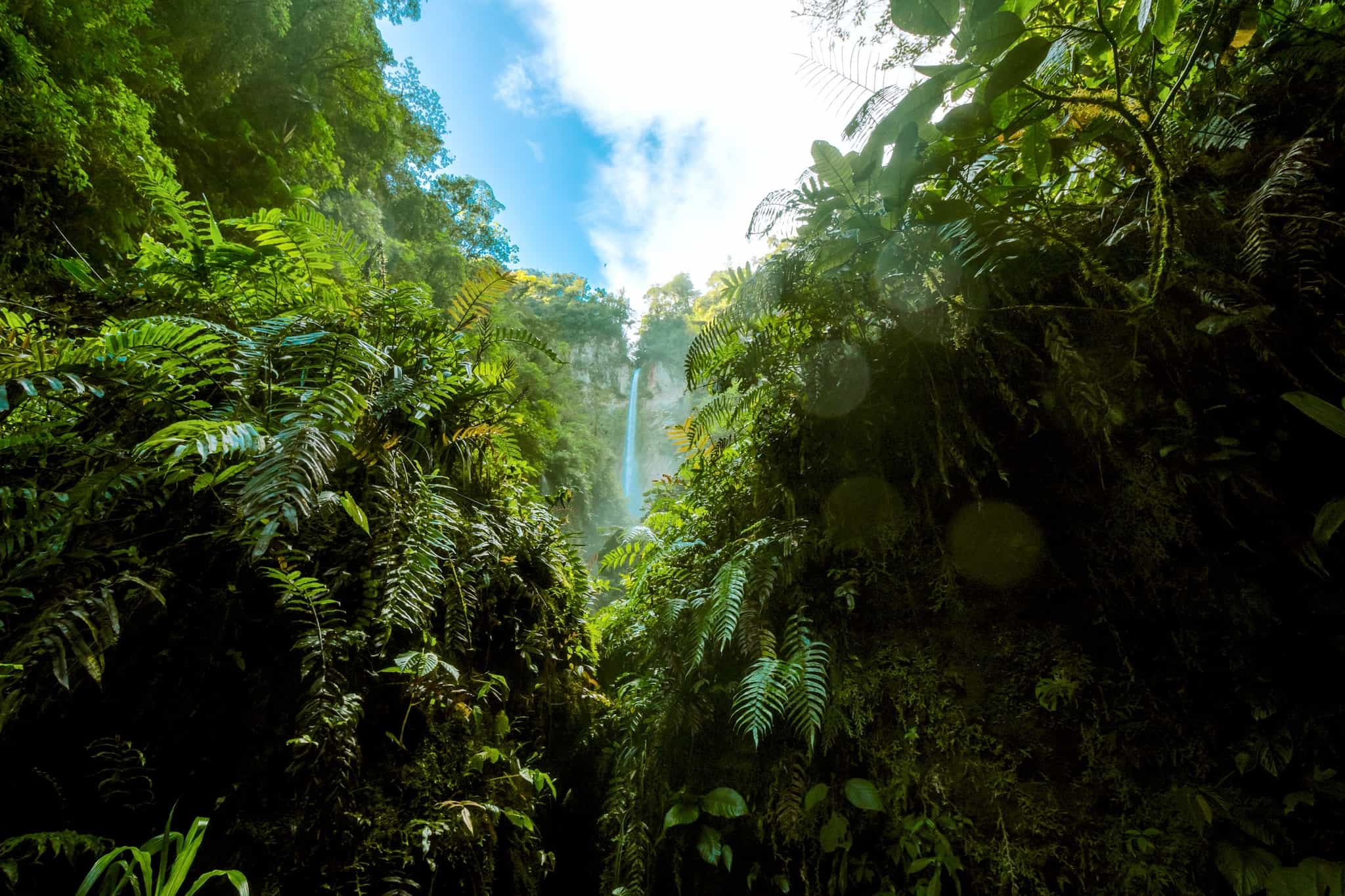 Vegetation with a waterfall on the mountain in the middle of the tropical jungle of Costa Rica 