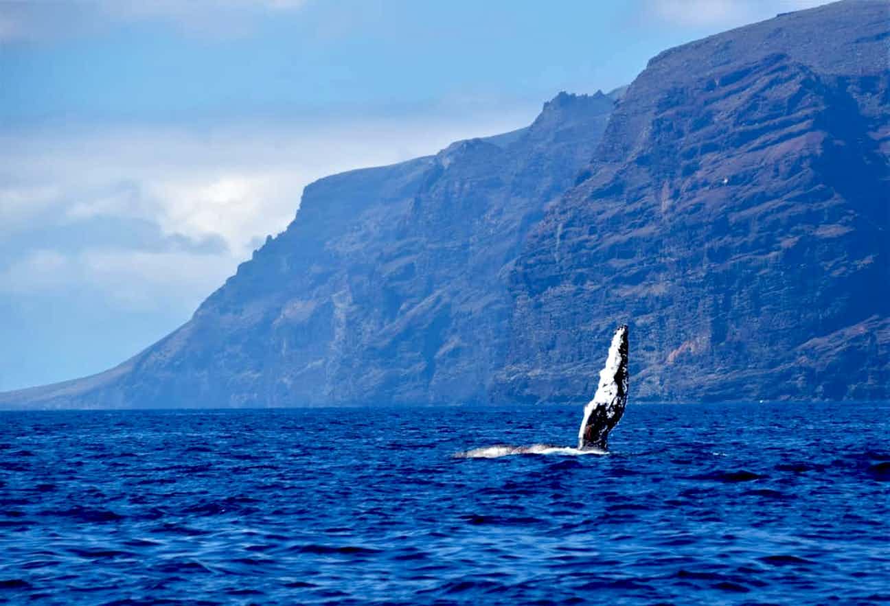 Whale in front of the cliffs of Los Gigantes 