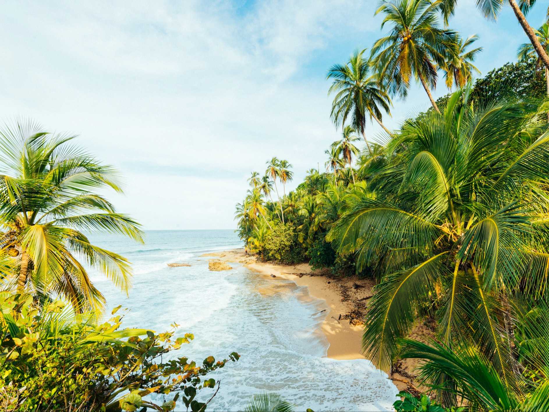 Palm trees line the shore of the Caribbean Coastline