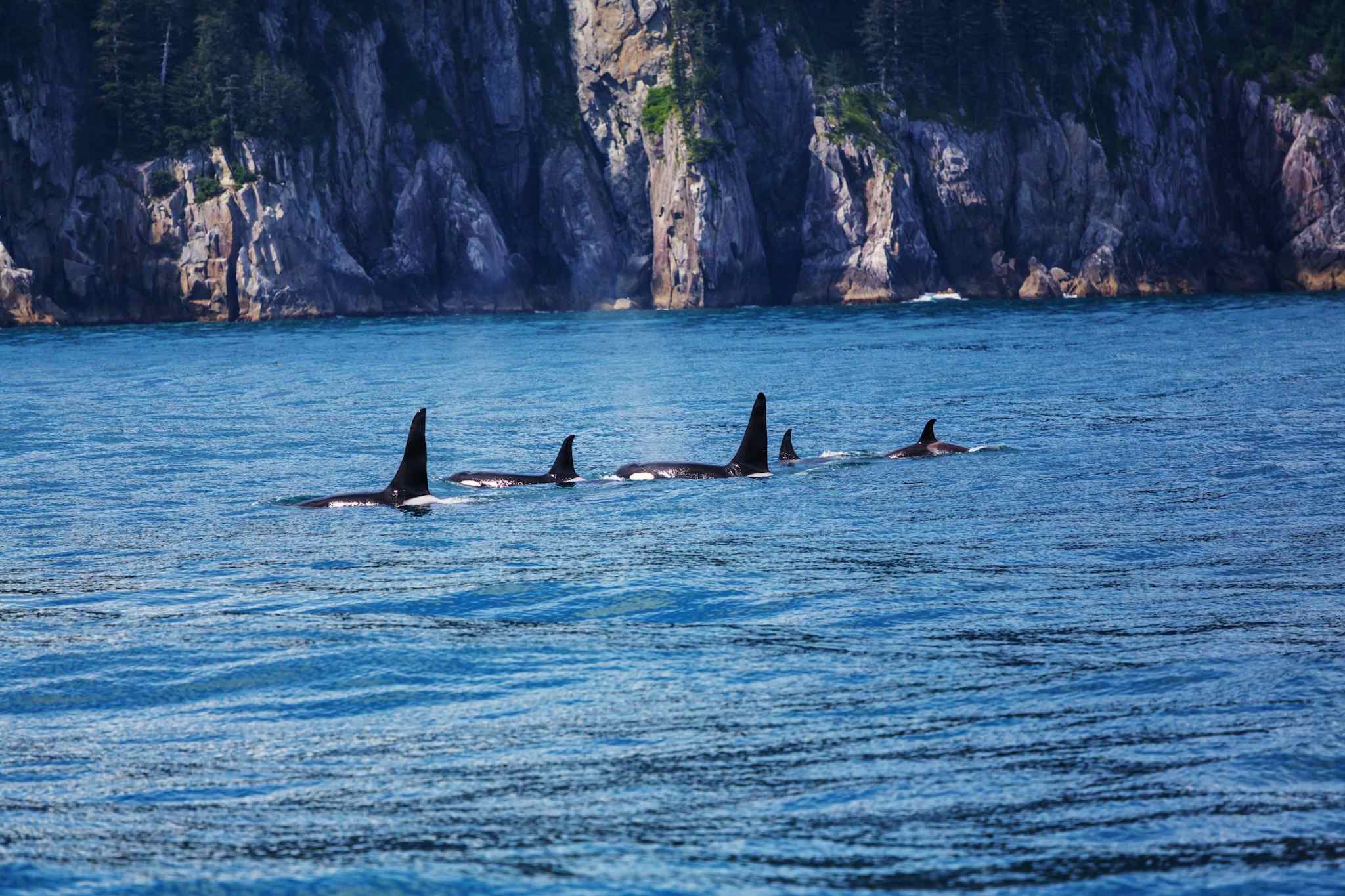 Orca, Alaska, USA
https://www.canva.com/photos/MAB3cTbn60M-orca/