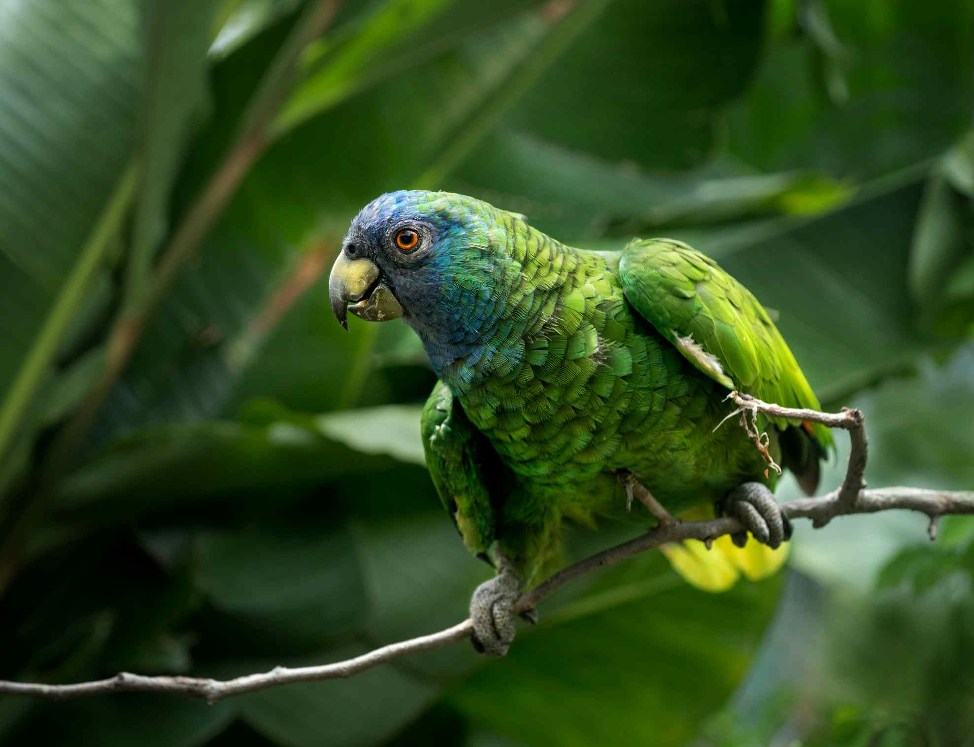 Parrot, Dominica. Photo: GettyImages-962314218