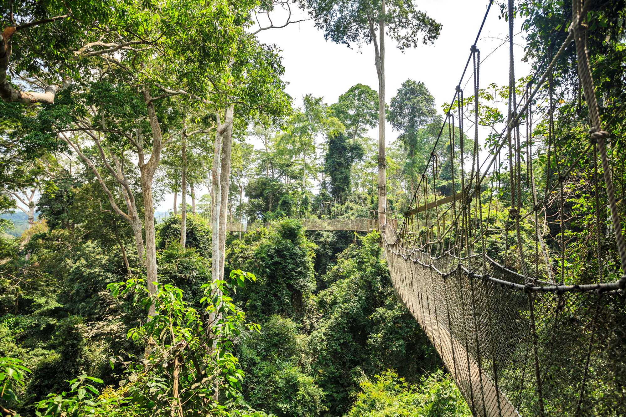 Kakum Canopy Walk, Ghana