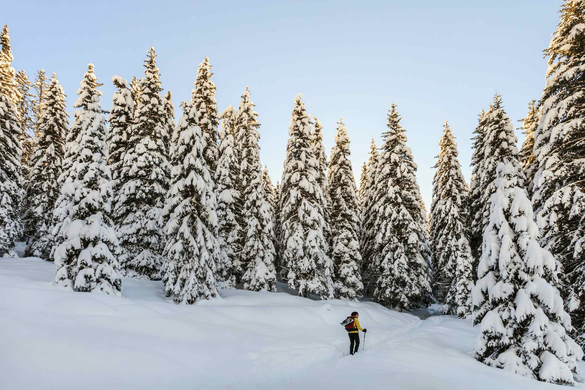 Snowshoer among the trees in the Dolomites, Italy.