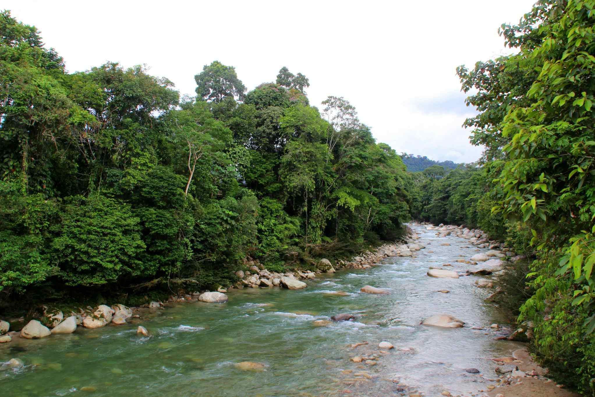A river strewn with rocks in the Amazon Basin, Ecuador. 