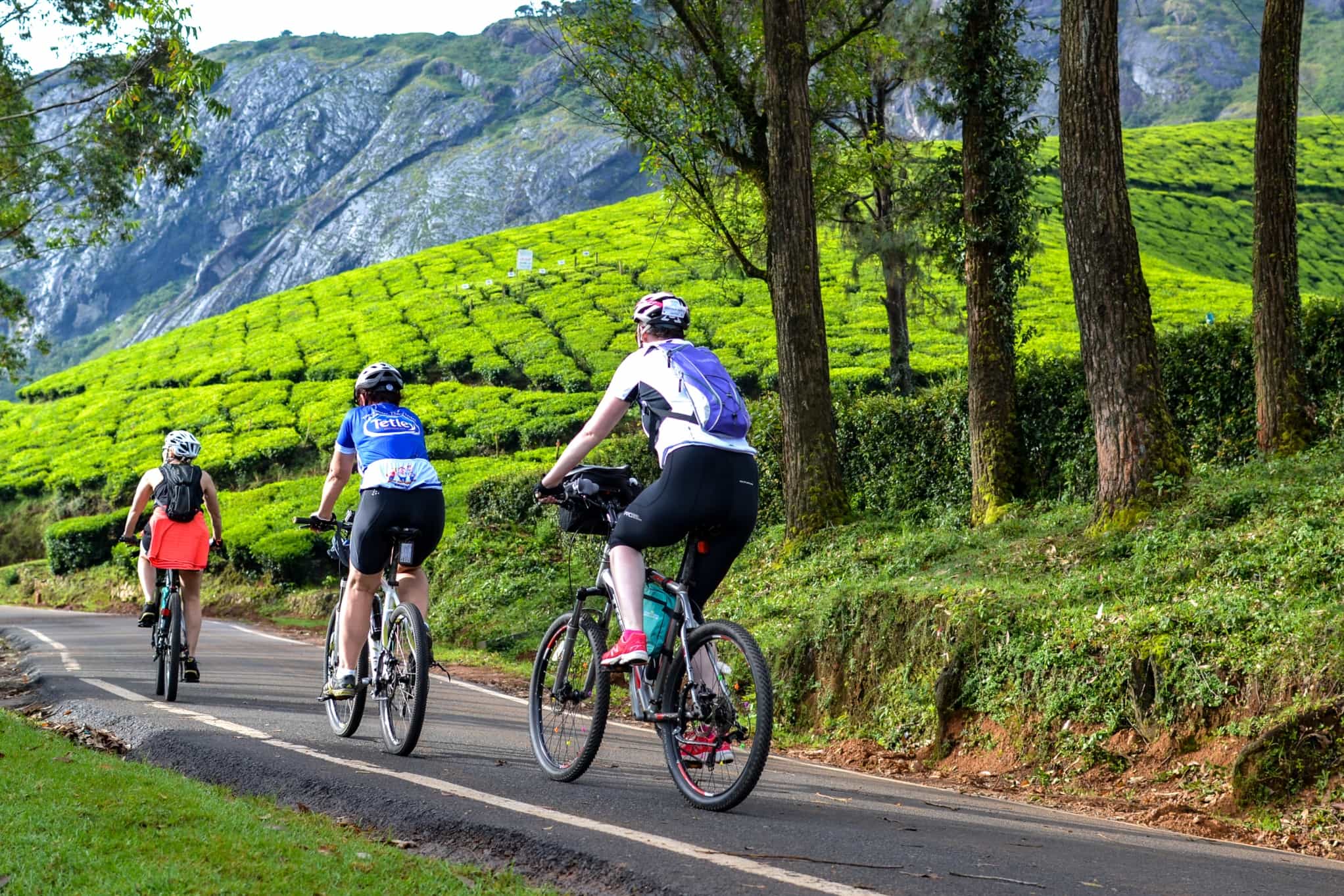 Cycling amidst tea plantations near Munnar, Kerala