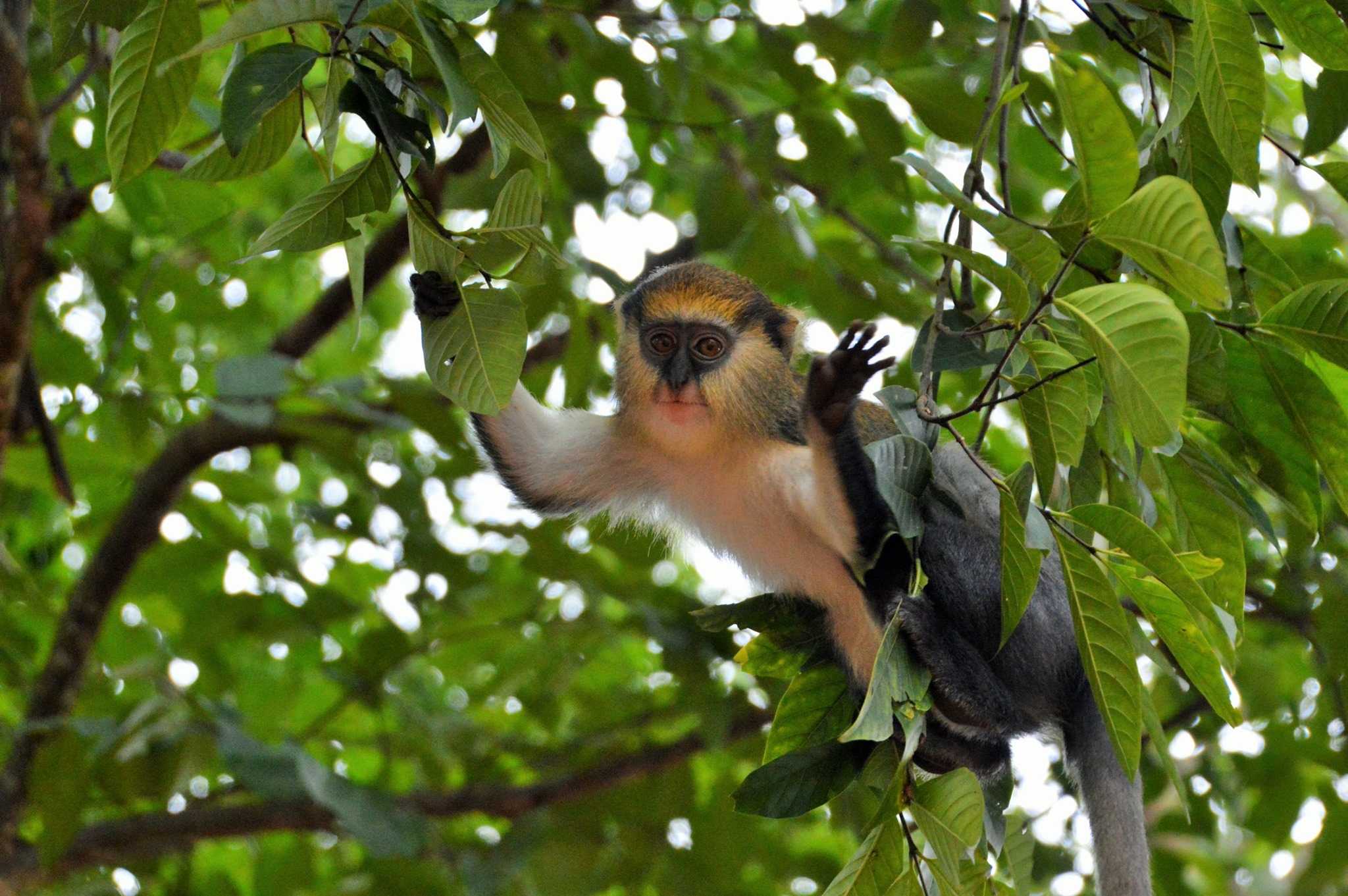 Mona Monkey, Ghana