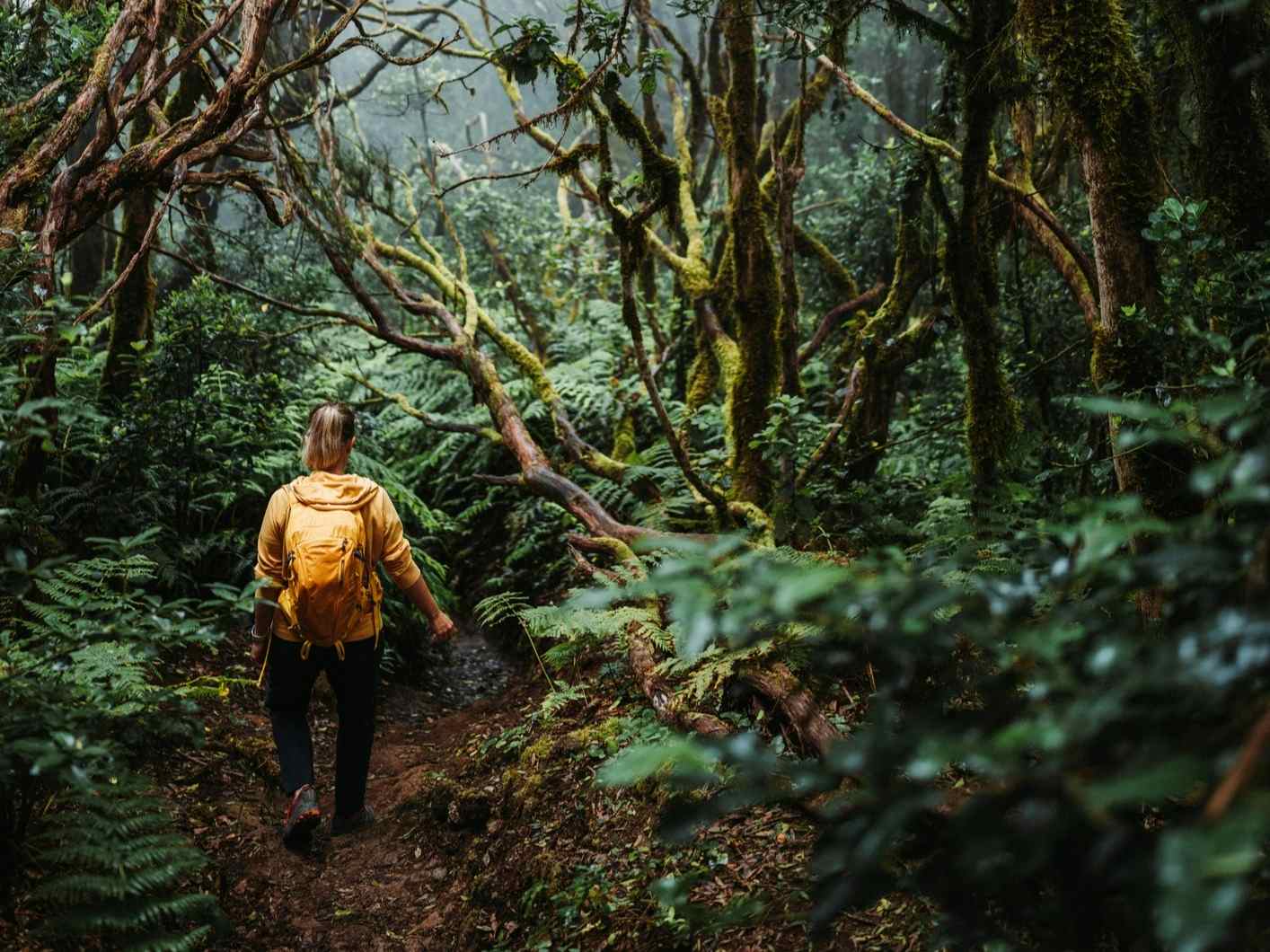 Lone woman hiking in laurel forest of Anaga in Tenerife