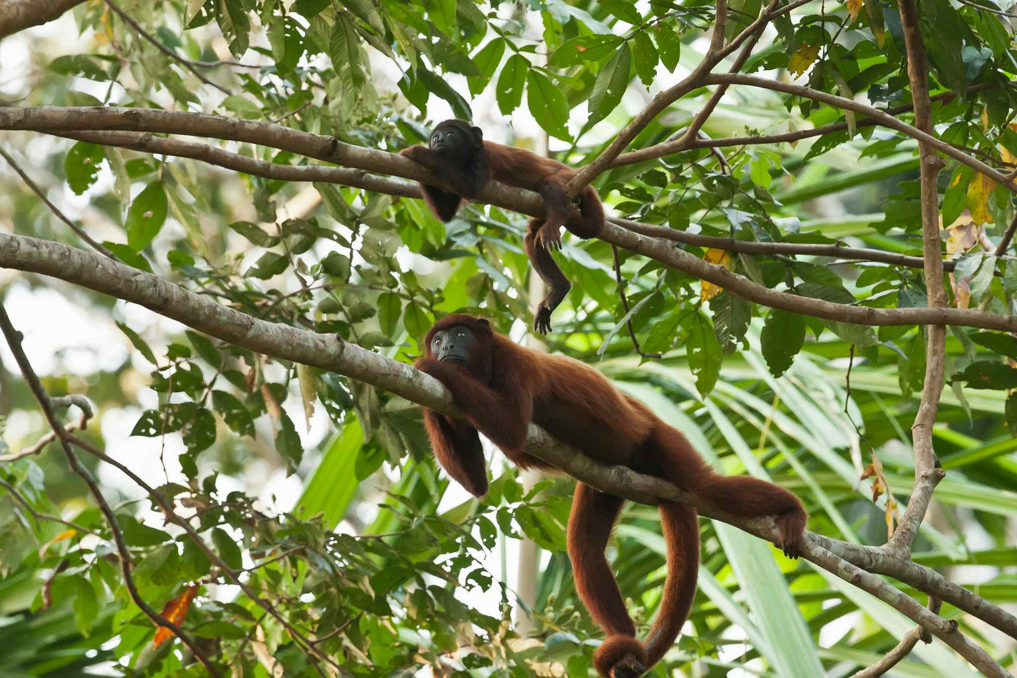 Red Howler Monkeys laying on a branch in Tamobata rainforest, Amazon, Peru.