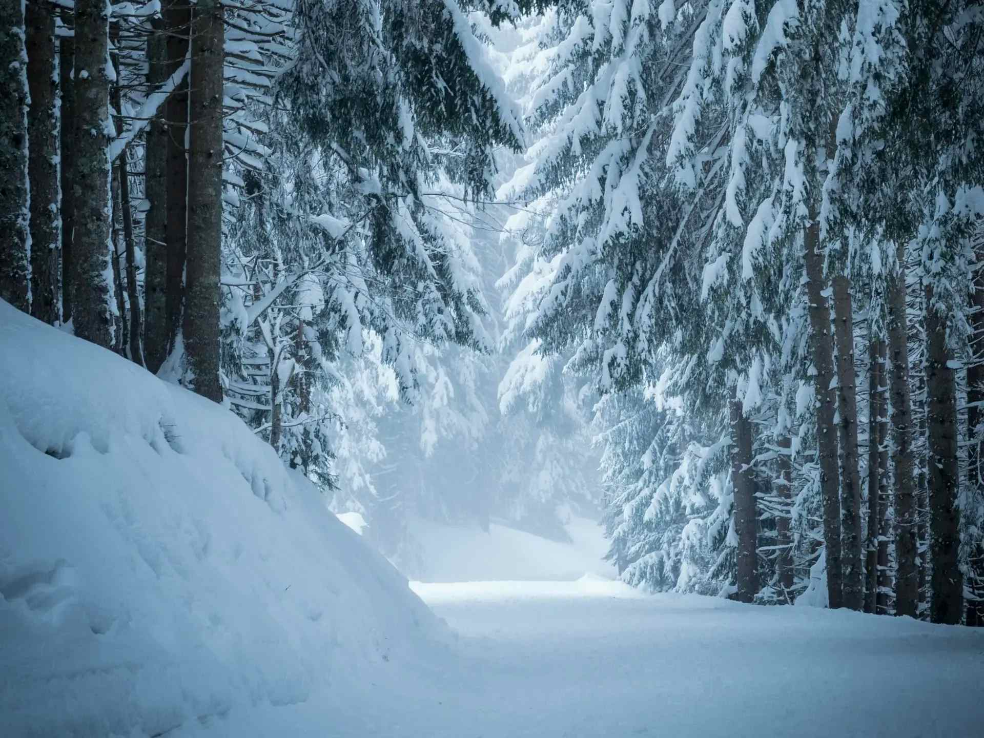 Snowy forest in the Dolomites, Italy.