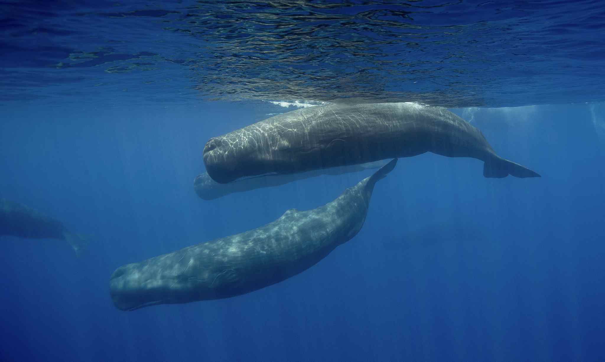 Sperm whales. Photo: GettyImages-637248038