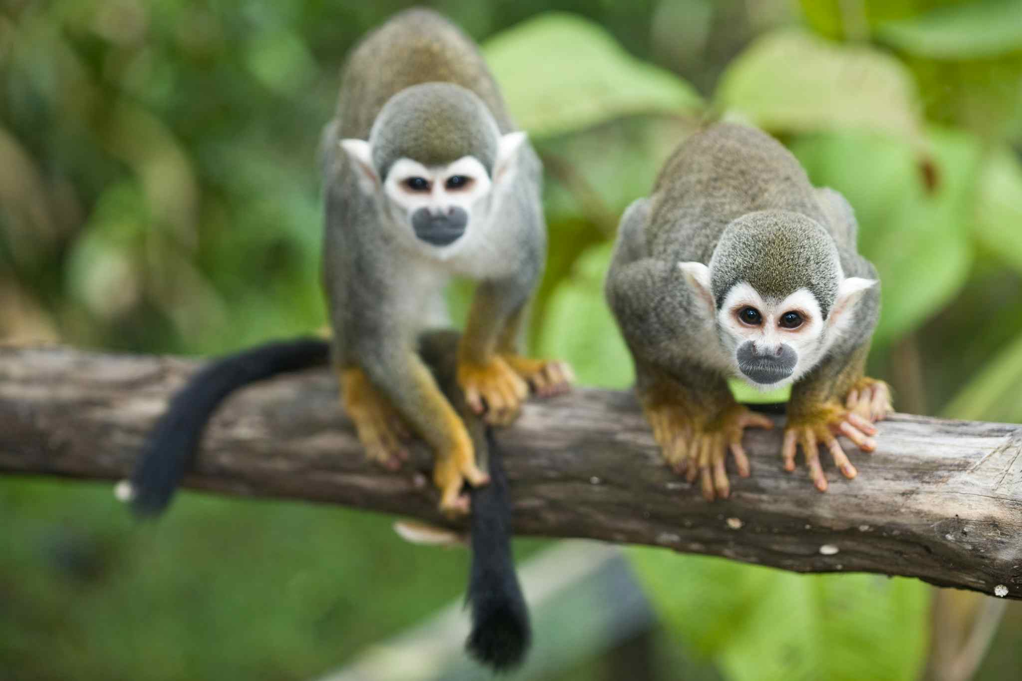 Two monkeys play on a branch in the Amazon. 