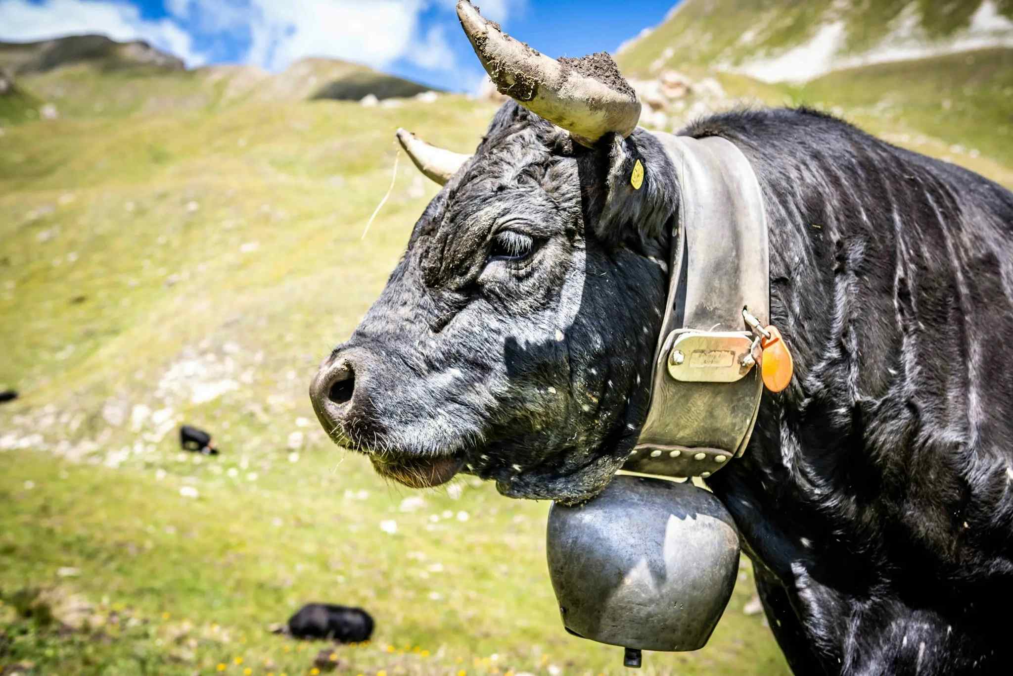 Large cow carrying a bell on an alpine field.