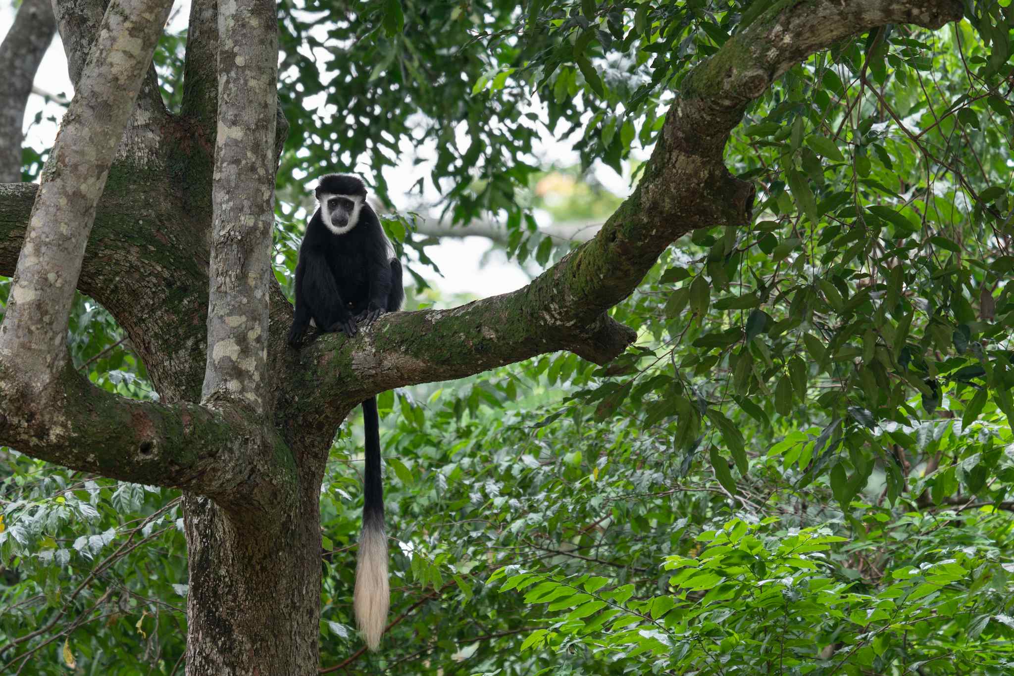 Black and white Colobus monkey, Uganda
GettyImages-1362774689