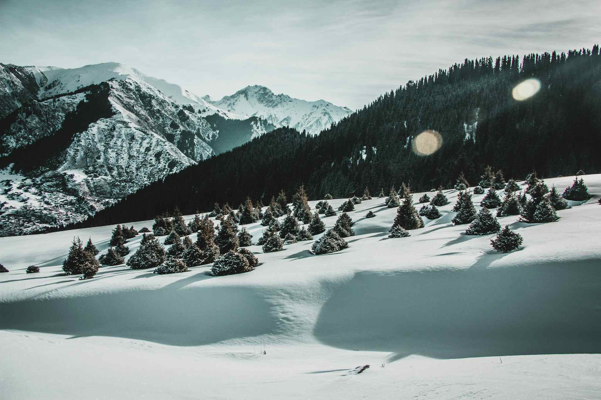View of the snowy Kyrgyzstan mountains with pine forest in front
