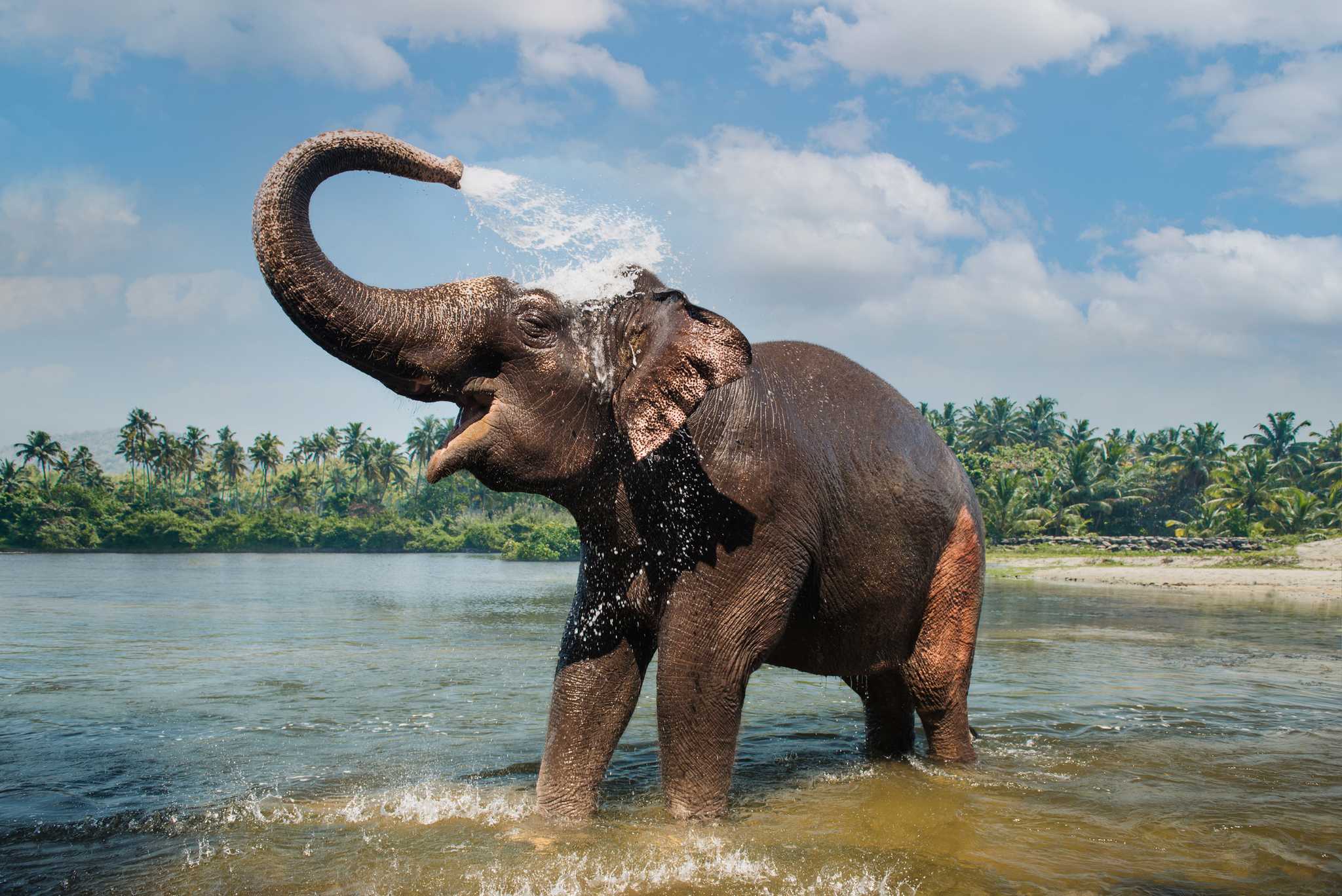 Elephant bathing in the lake at Periyar National Park, Kerala, India. 