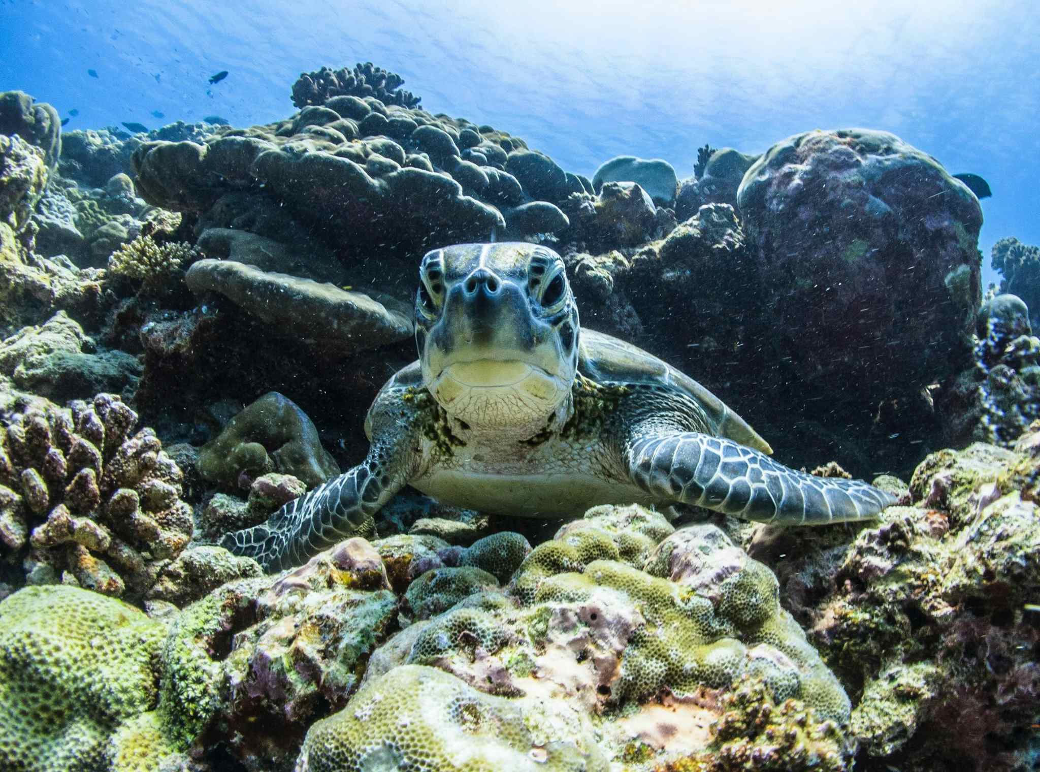 Underwater shot of a sea turtle among coral.