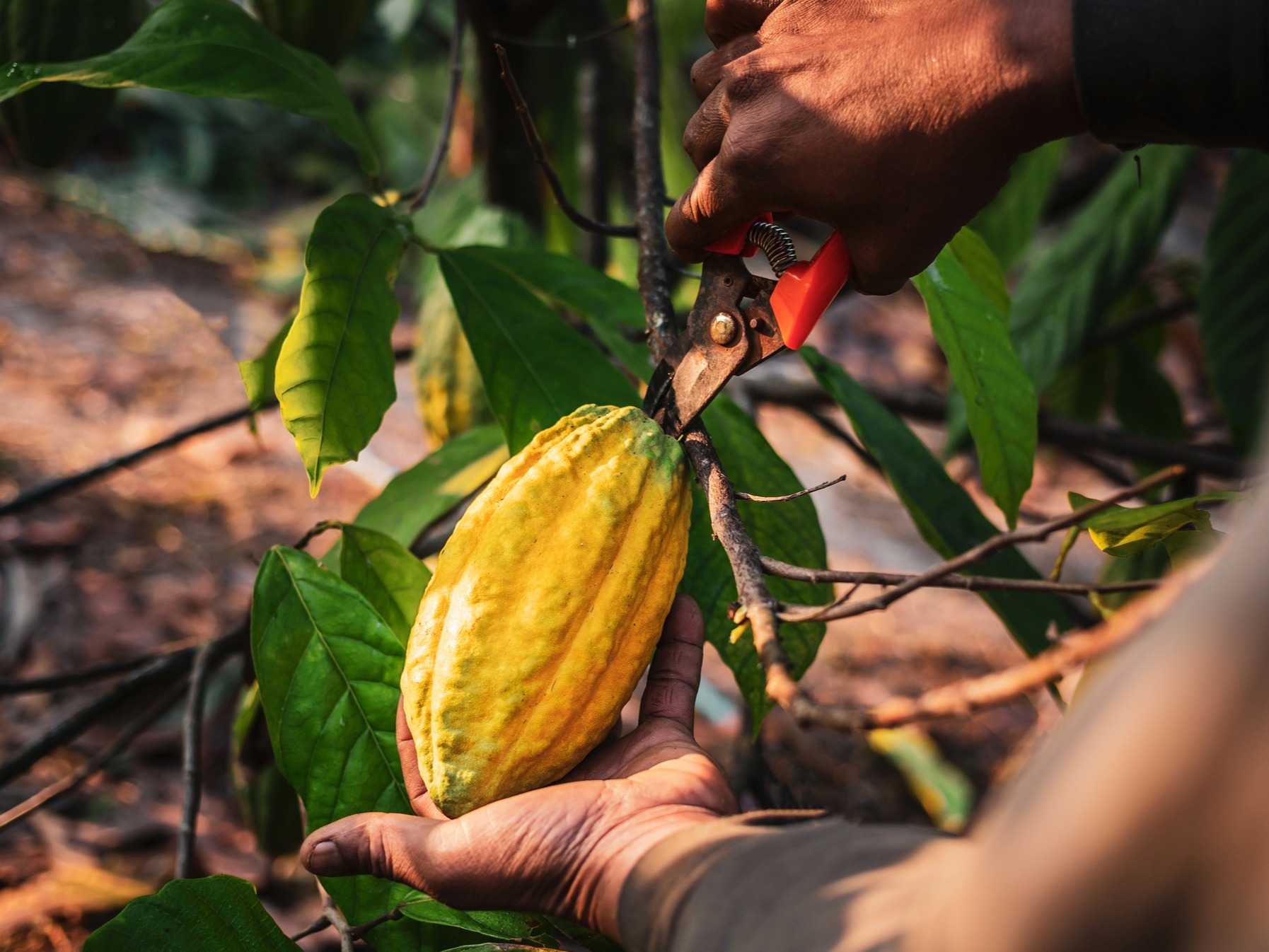 Close-up hands of a cocoa farmer use pruning shears to cut the cocoa pods from the cacao tree