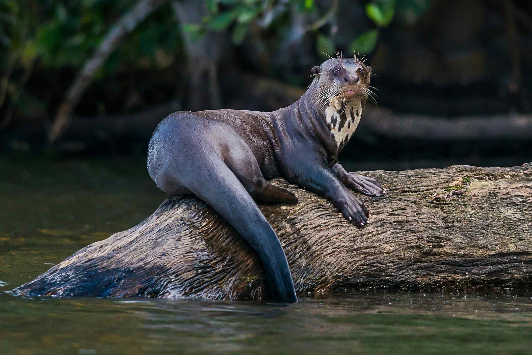 Giant River Otter standing on a log in the amazon Jungle, Peru.