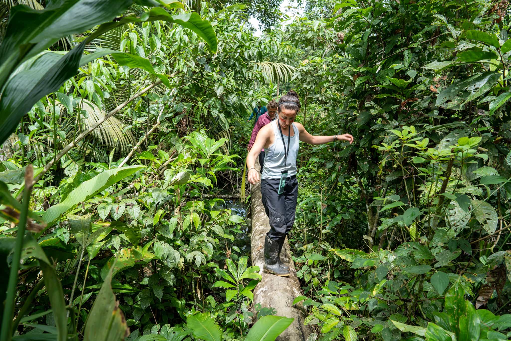 Hikers on along a wooden walkway in the Amazon jungle in Ecuador.