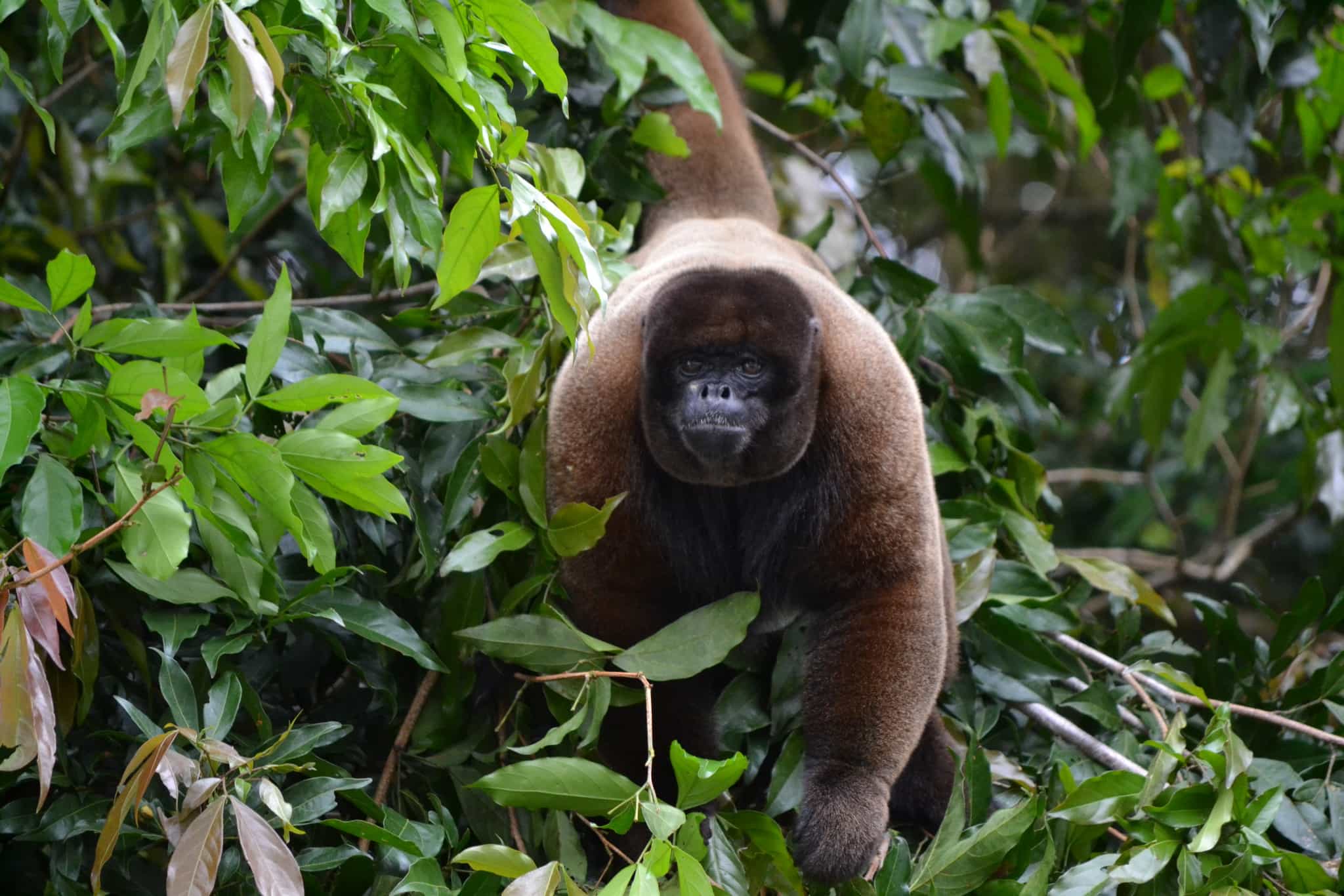 Woolly monkey in the Amazon, Ecuador.